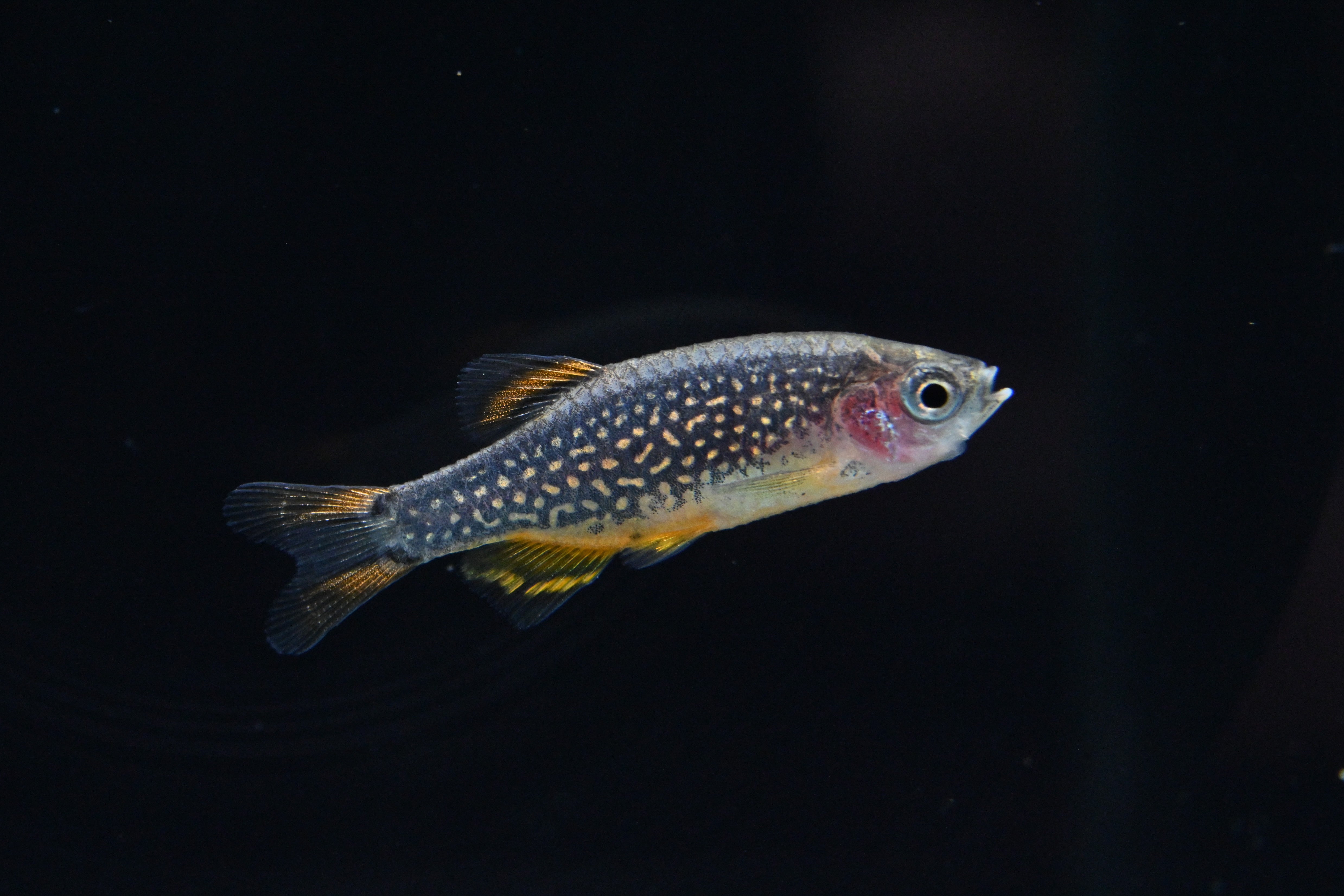 Celestial Pearl Danio For Sale | Live Tropical Aquarium Fish Tank | Splashy Fish