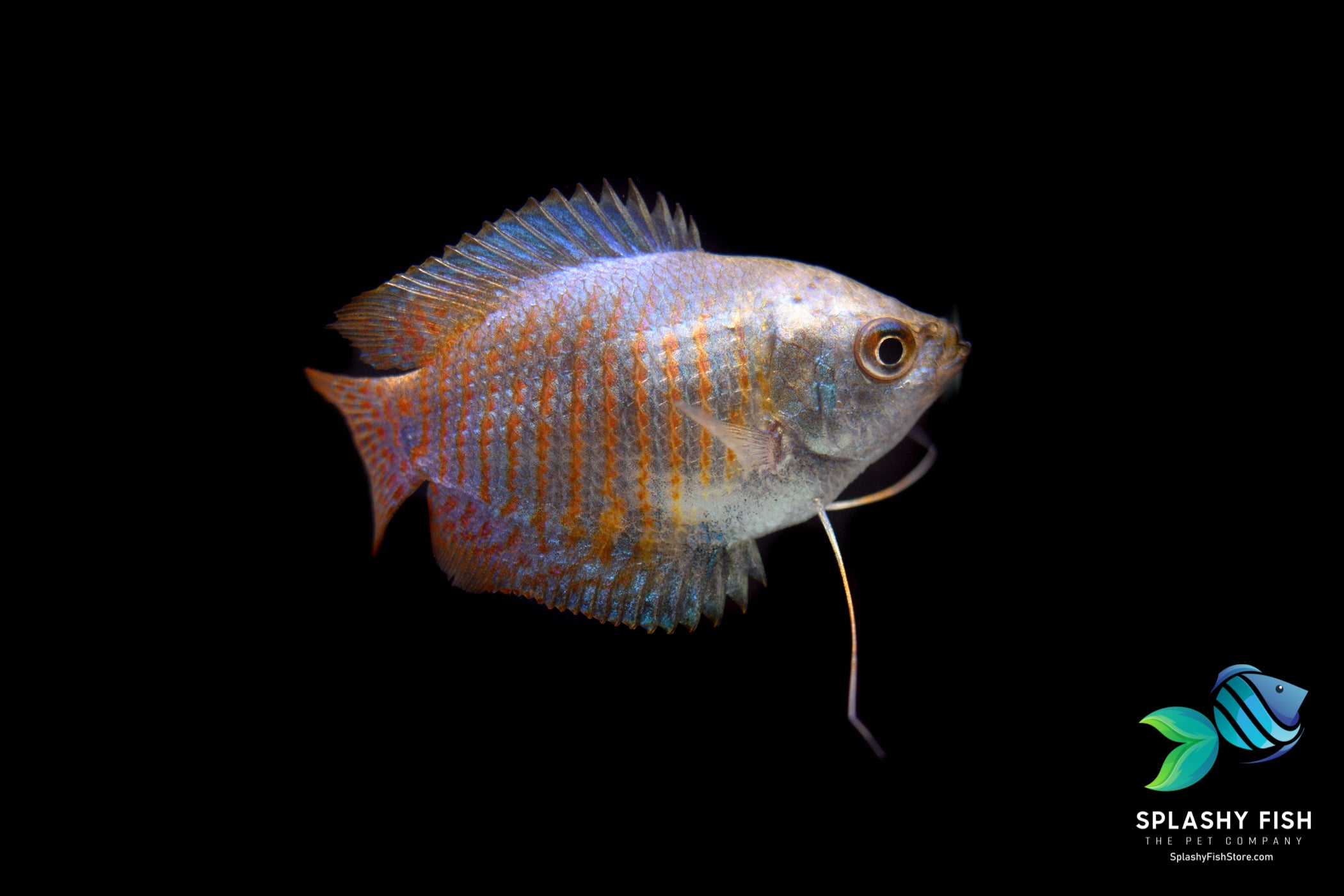 Female Dwarf Gourami For Sale | Splashy Fish