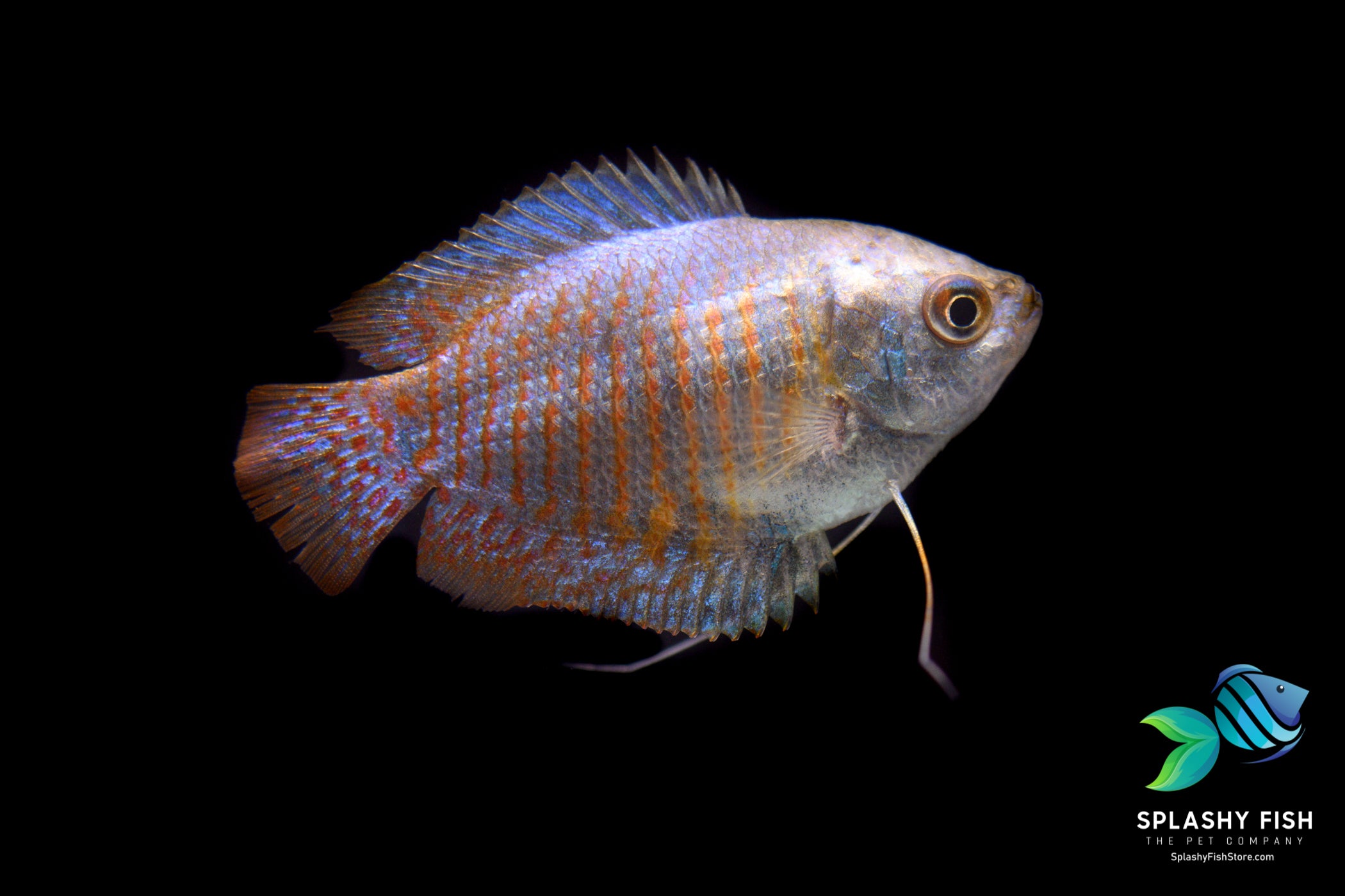 Cobalt Blue Dwarf Gourami