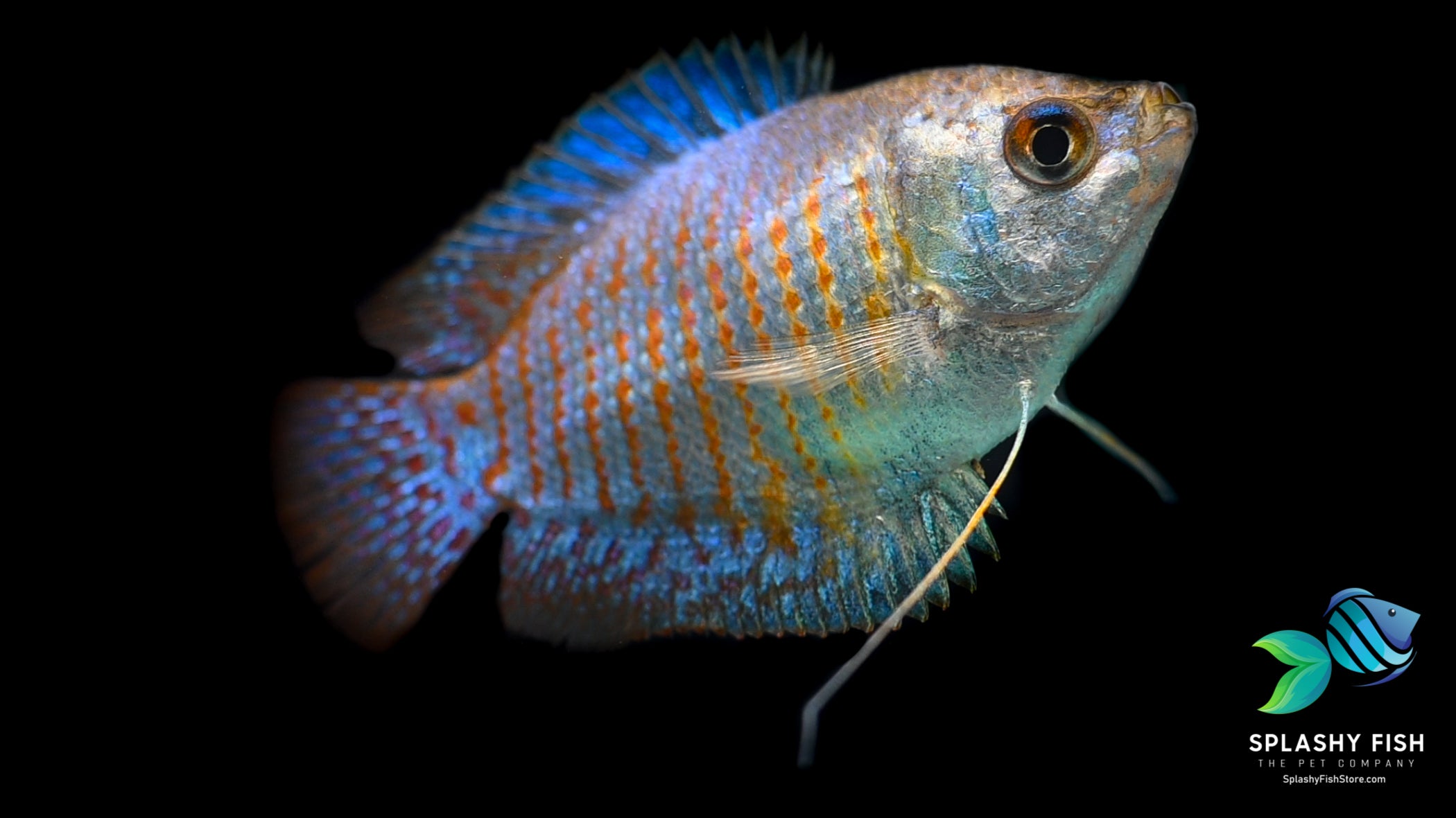 Dwarf Gourami For Sale | Splashy Fish