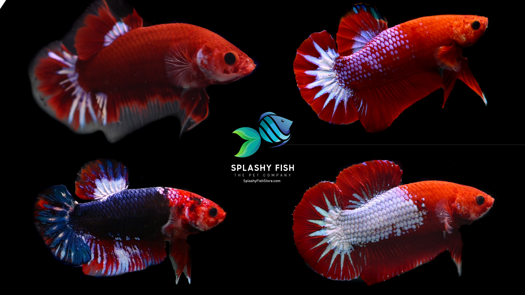 Red Fancy Betta Fish For Sale | Show Grade Betta Fish