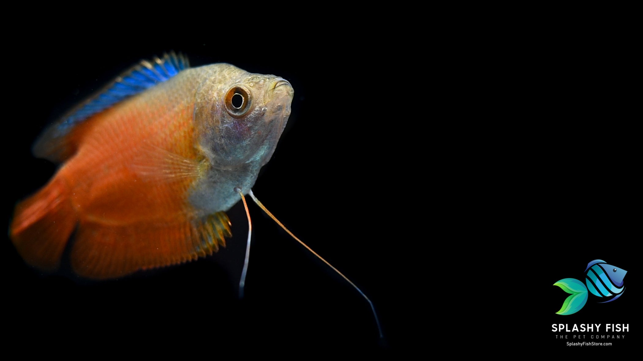 Female Flame Dwarf Gourami | Splashy Fish