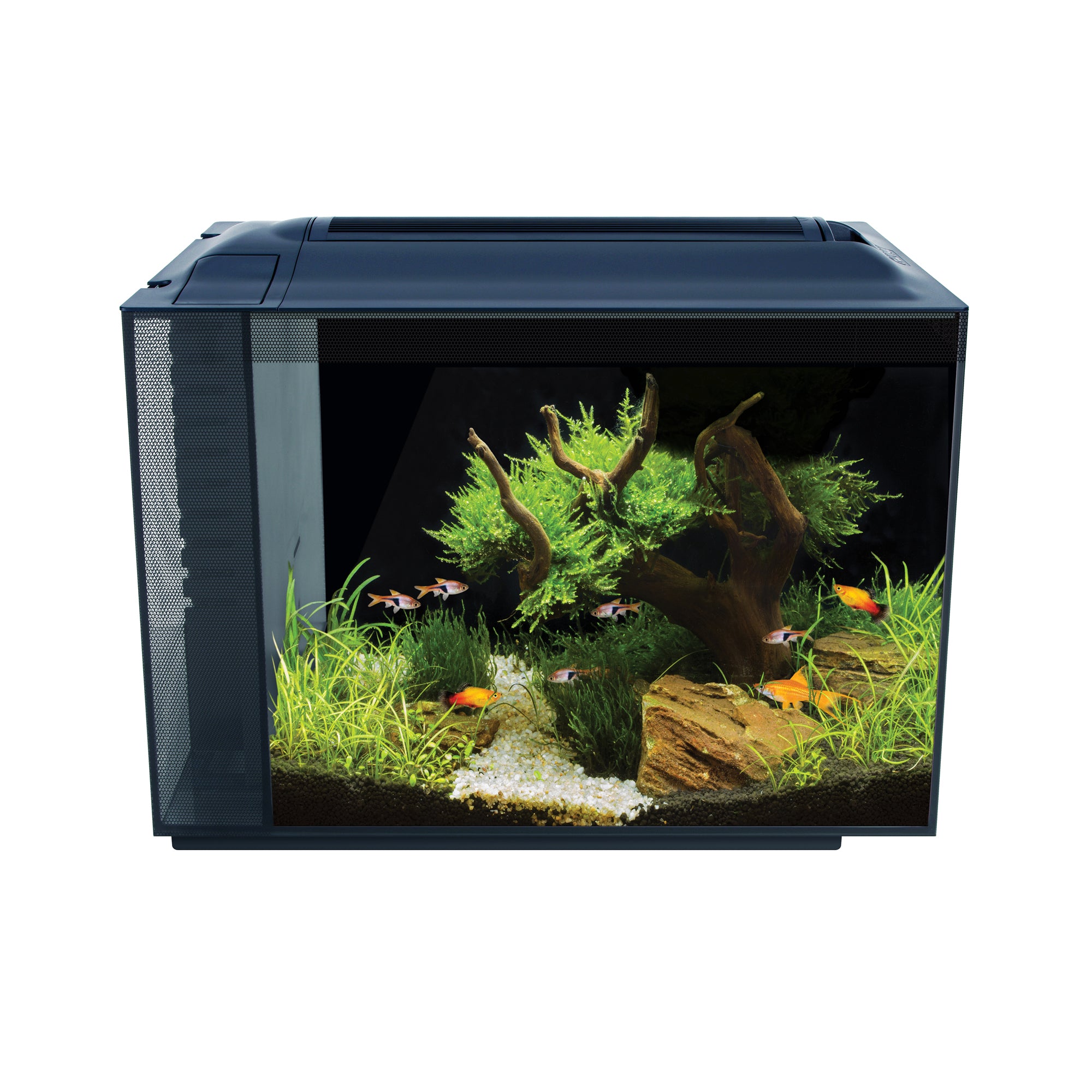 Fluval 16 Gallon Aquarium Tank with Live Freshwater Aquatic lant | Nano Fish | Nano Fish Tank | Nano Aquarium Tank