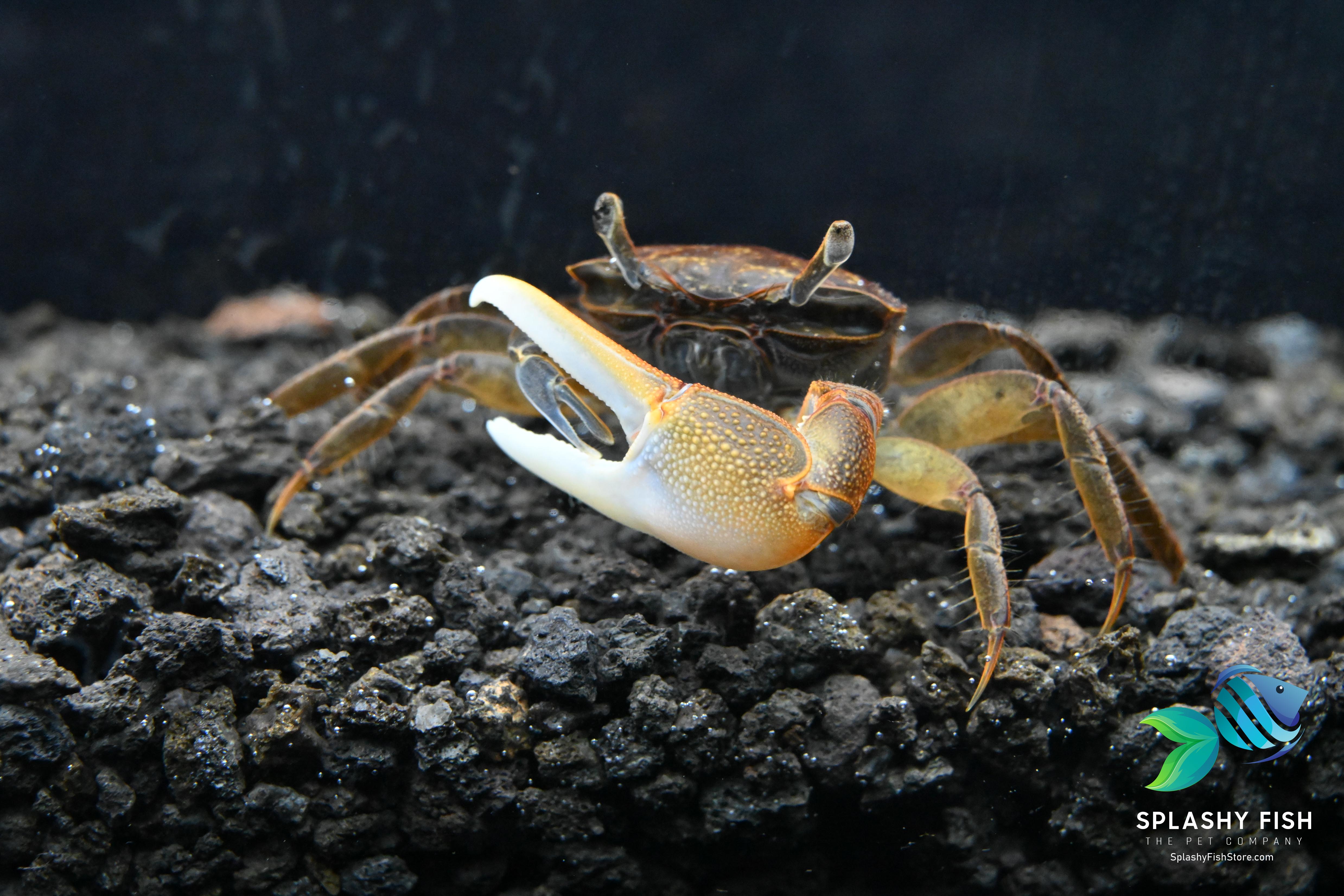 Gold Claw Fiddler Crab For Sale | Live Tropical Fish Store | Splashy Fish