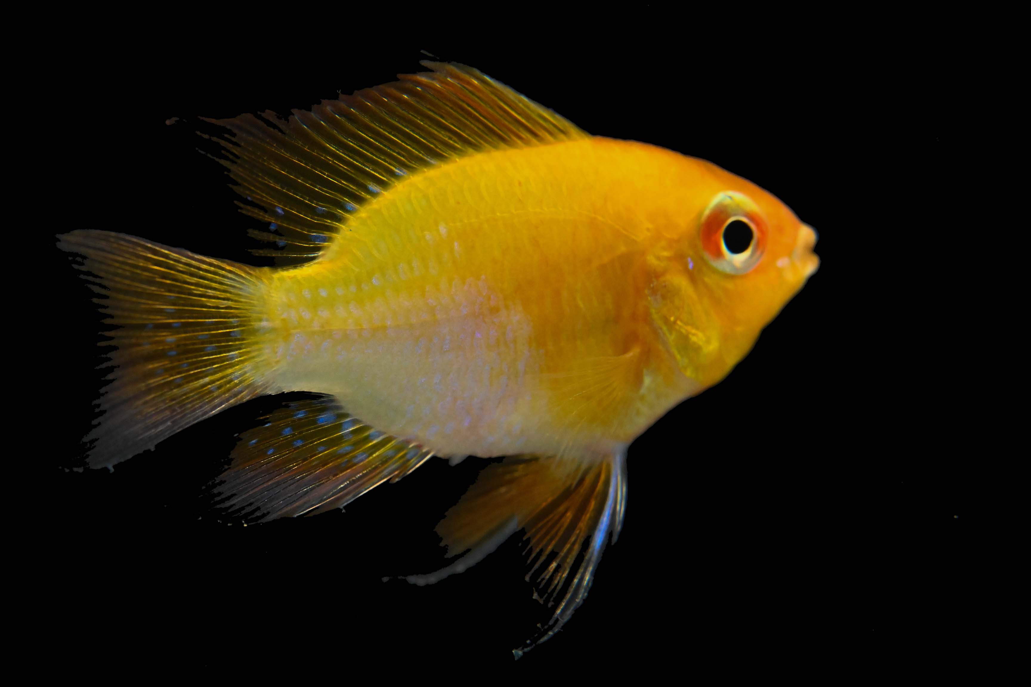 Golden Ram For Sale | Live Tropical Fish | Splashy Fish
