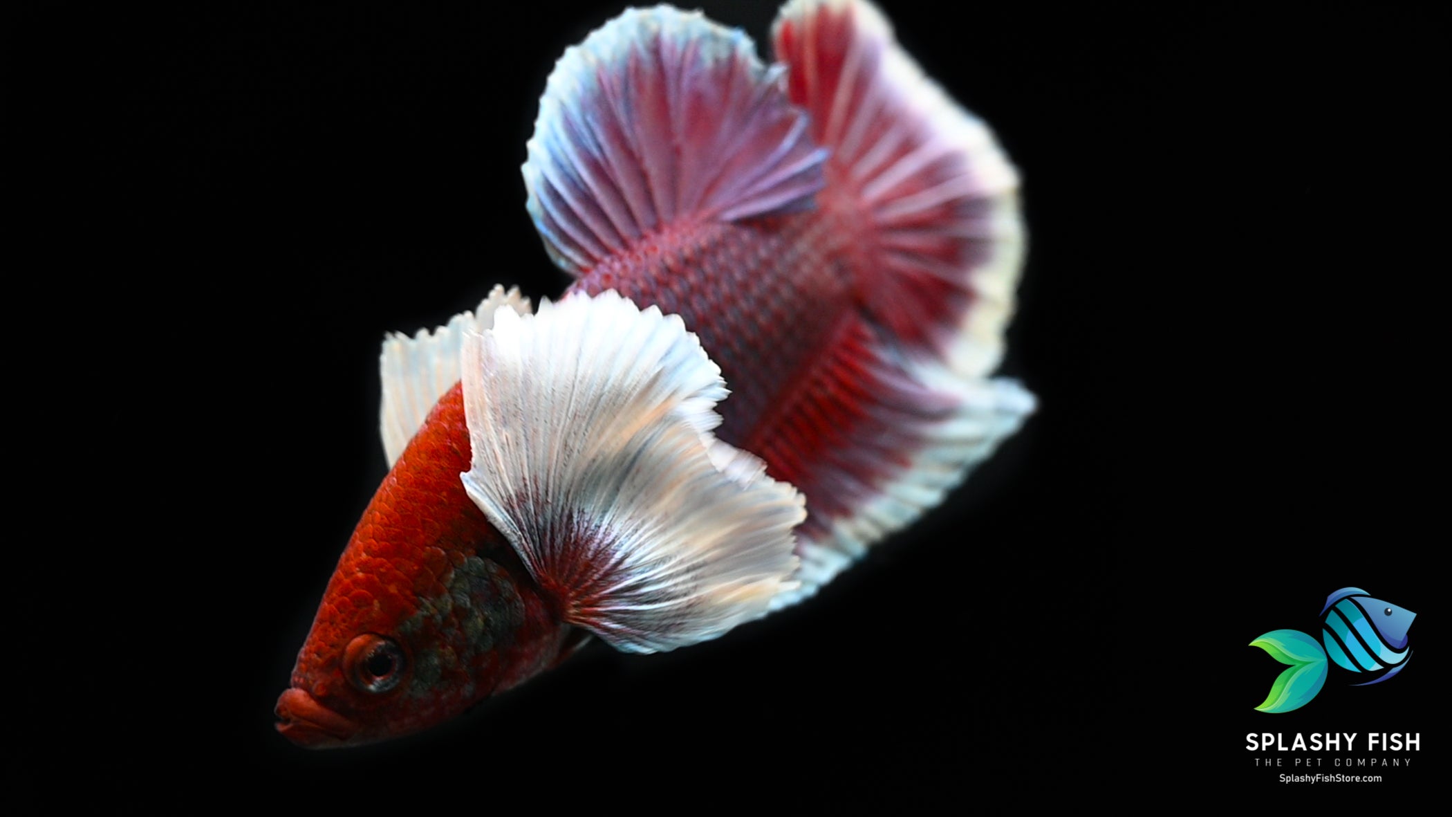 Lavender Dumbo Halfmoon Plakat Betta Fish
