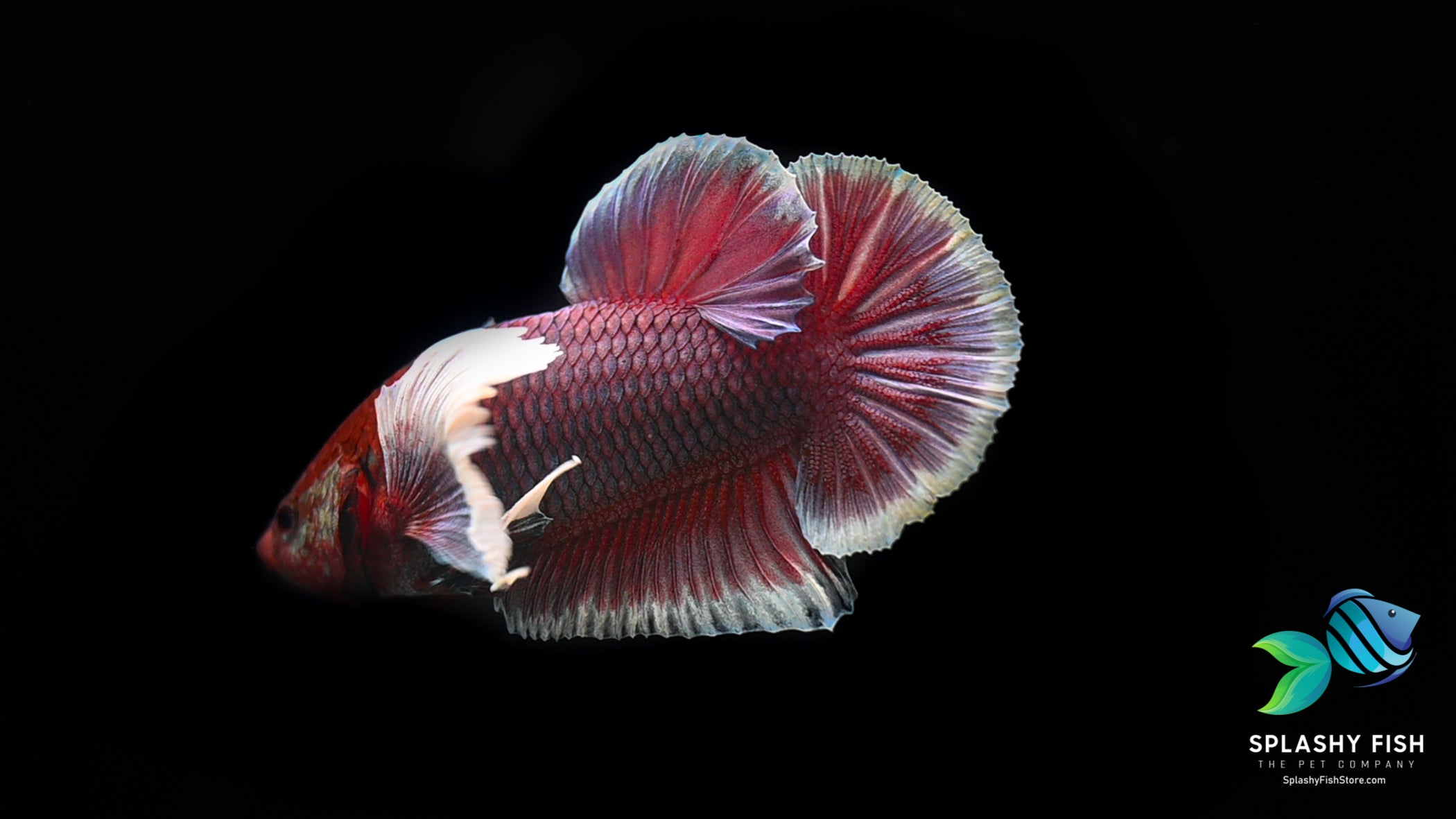 Lavender Dumbo Halfmoon Plakat Betta Fish