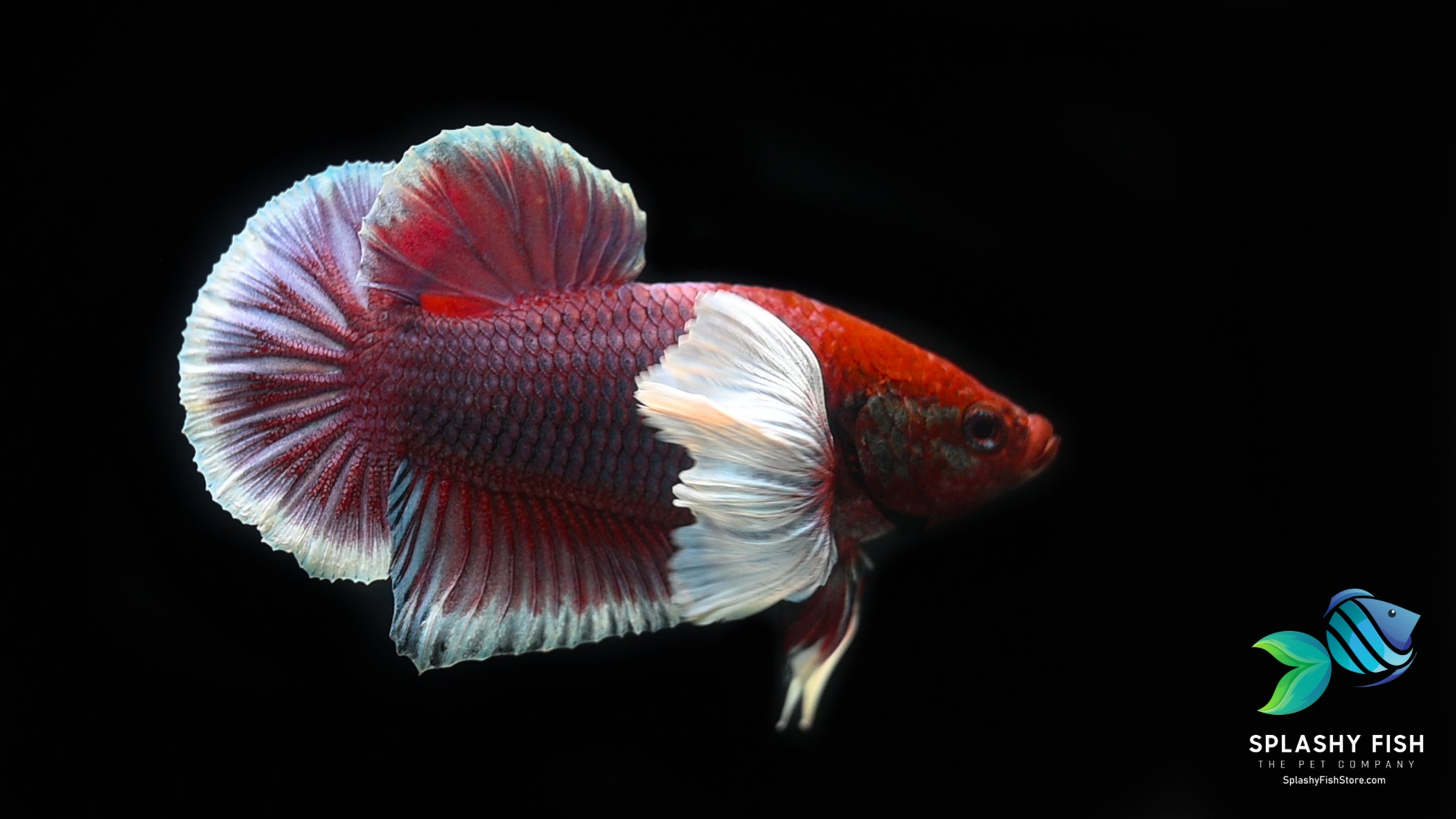 Lavender Dumbo Halfmoon Plakat Betta Fish