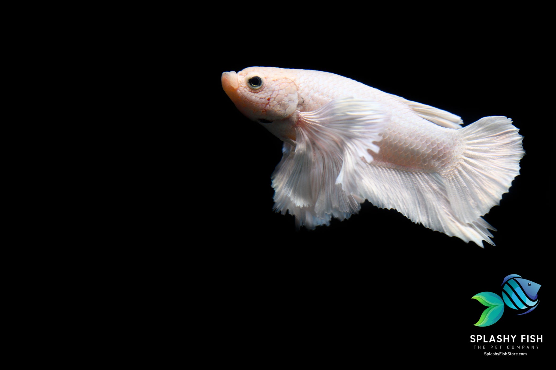 HMPK Male Betta | Dumbo Betta | Dumbo Male Betta For Sale