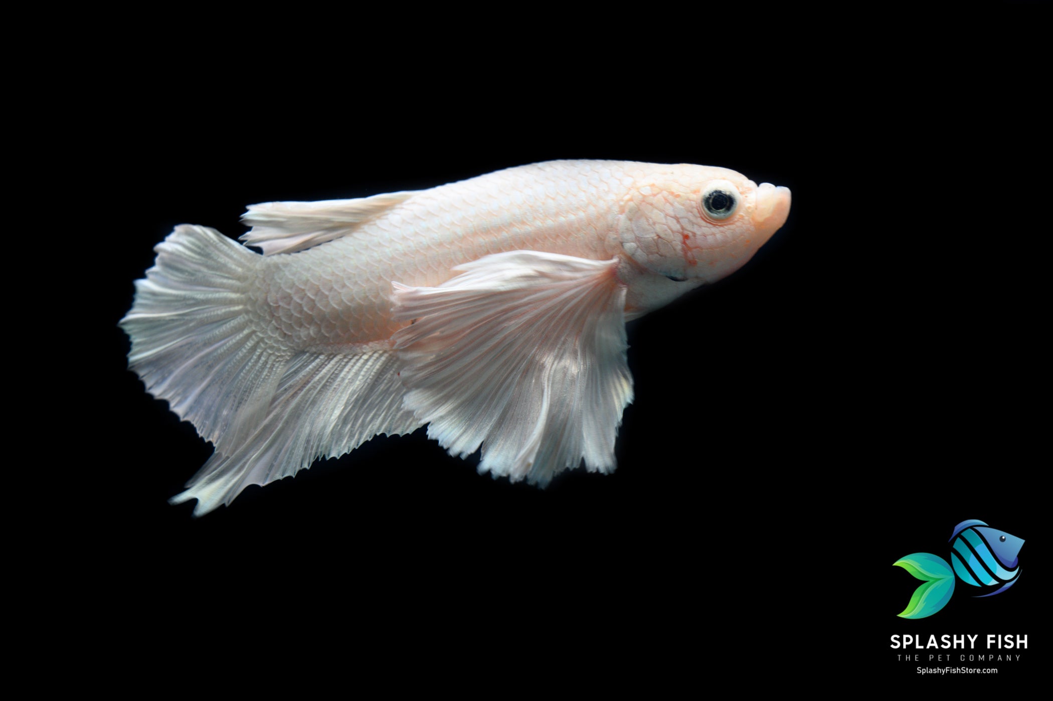 HMPK Dumbo Platinum White Male Betta