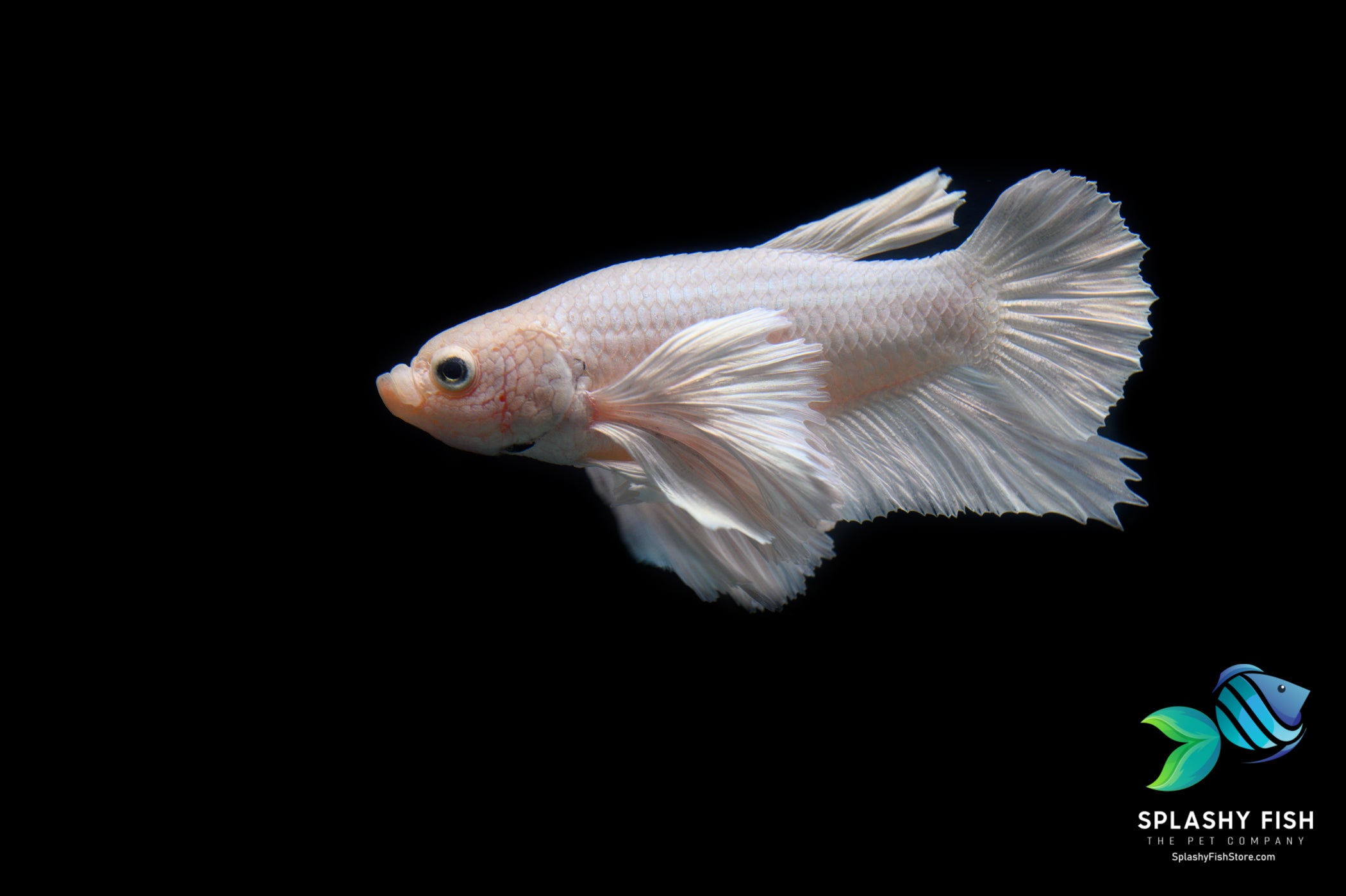 Halfmoon Plakat Dumbo Platinum White Male Betta