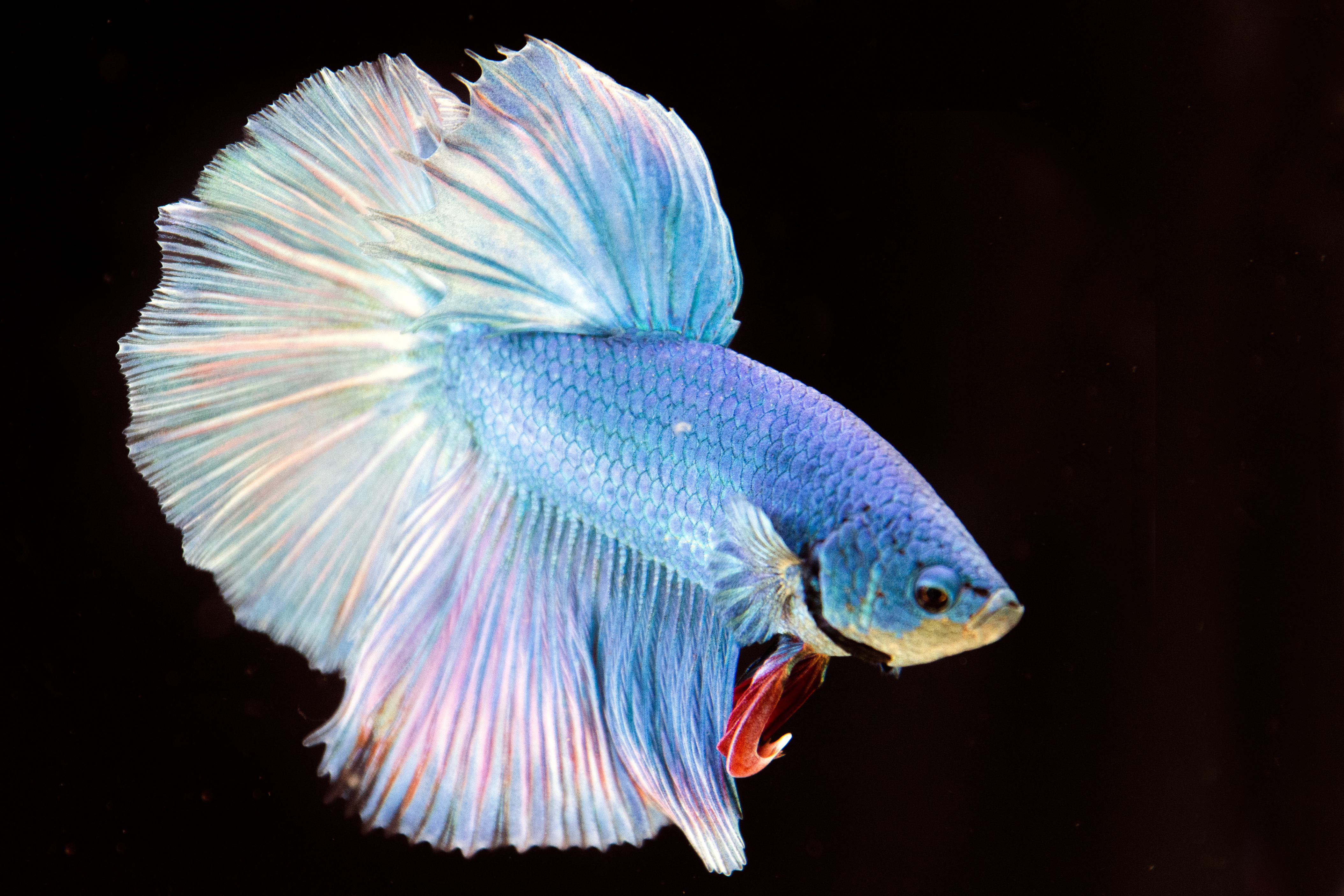 Male Halfmoon Betta Fish For Sale | Freshwater Fish