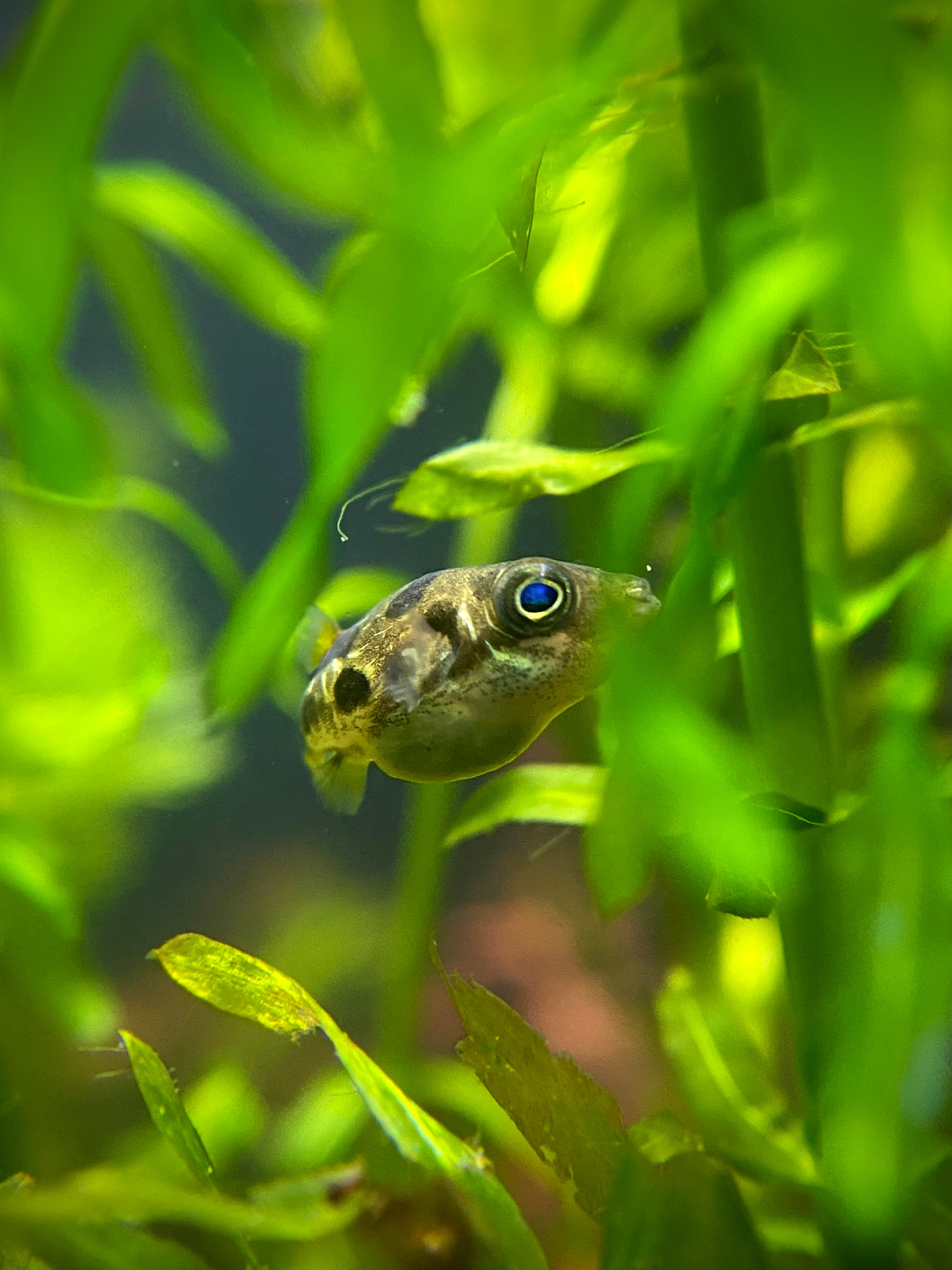 Indian Dwarf Pea Puffer For Sale | Freshwater Aquarium Puffer Fish | Live Tropical Aquarium Fish Tank | Puffer Tankmates | Tank Breed