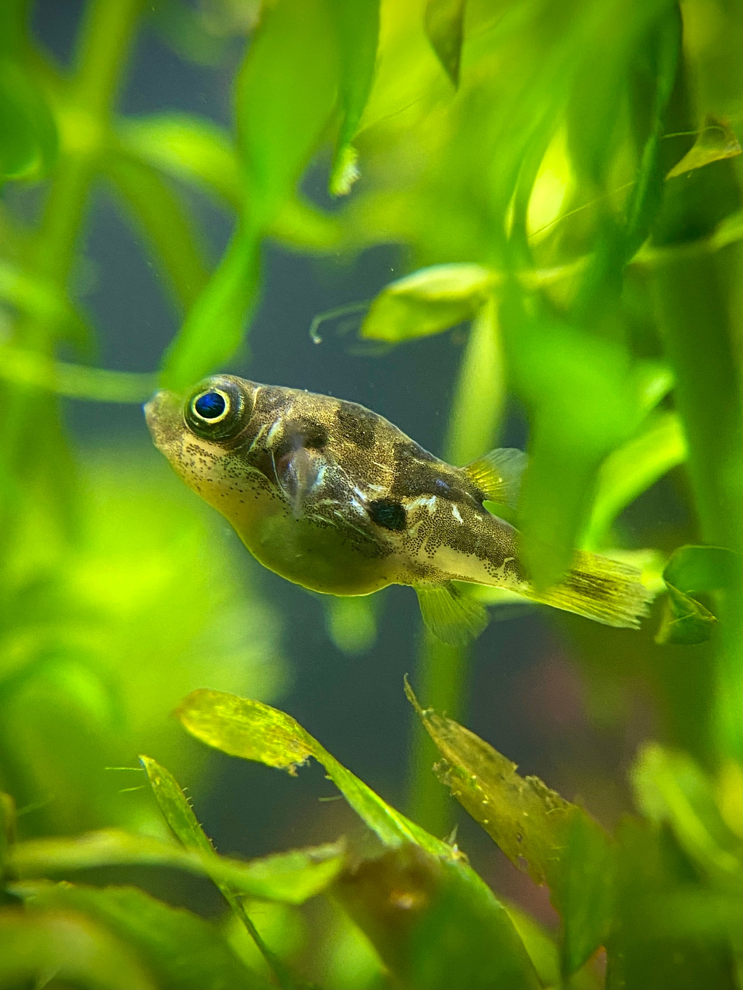 Indian Dwarf Pea Puffer | Tank Breed | Splashy Fish | Live Tropical Freshwater Aquarium Fish Tank | Carinotetraodon travancoricus
