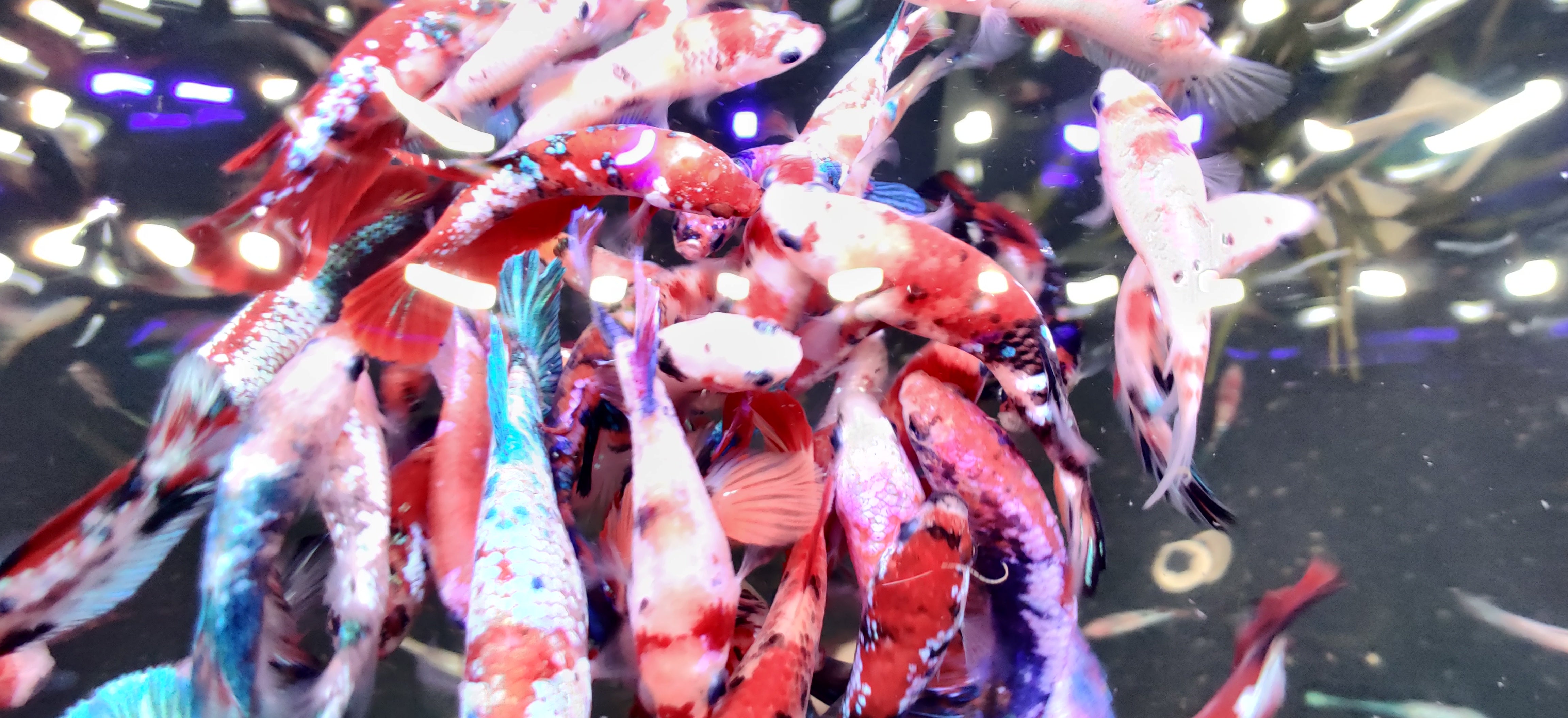 Koi Nemo Female Betta Fish For Sale | Freshwater Fish Tank