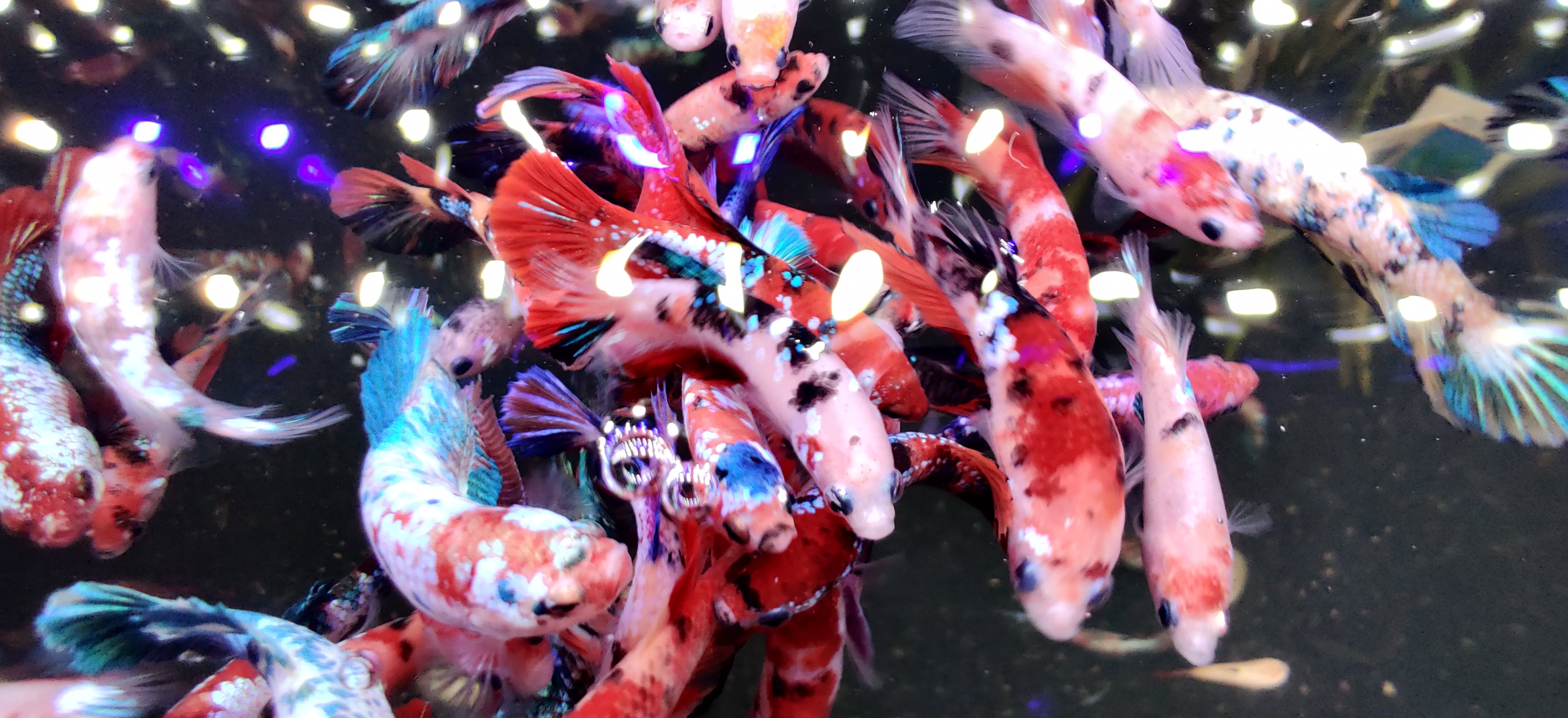 Halfmoon Plakat Koi Nemo Female Betta Fish For Sale