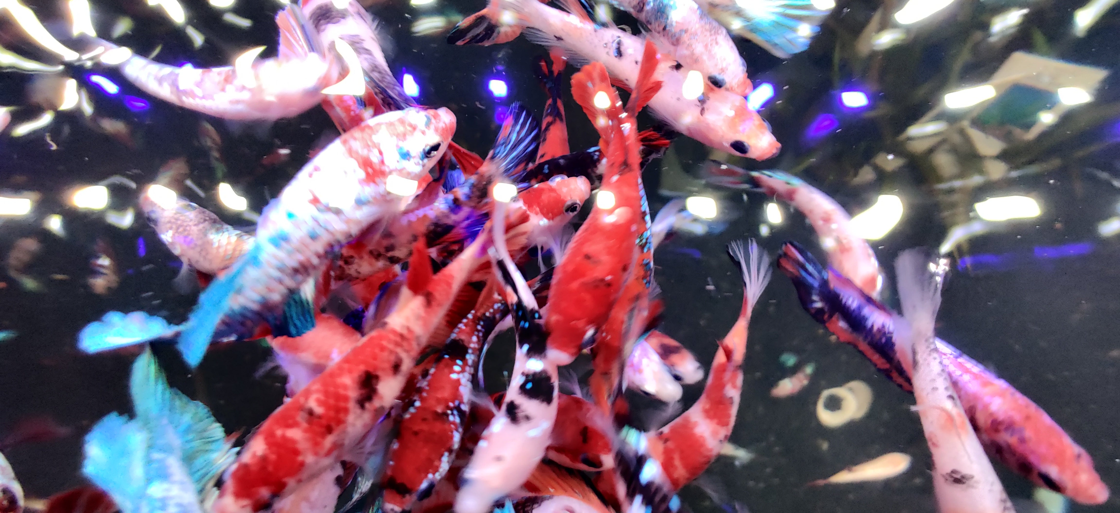 Koi Nemo Female Betta Fish For Sale | Plakat Betta