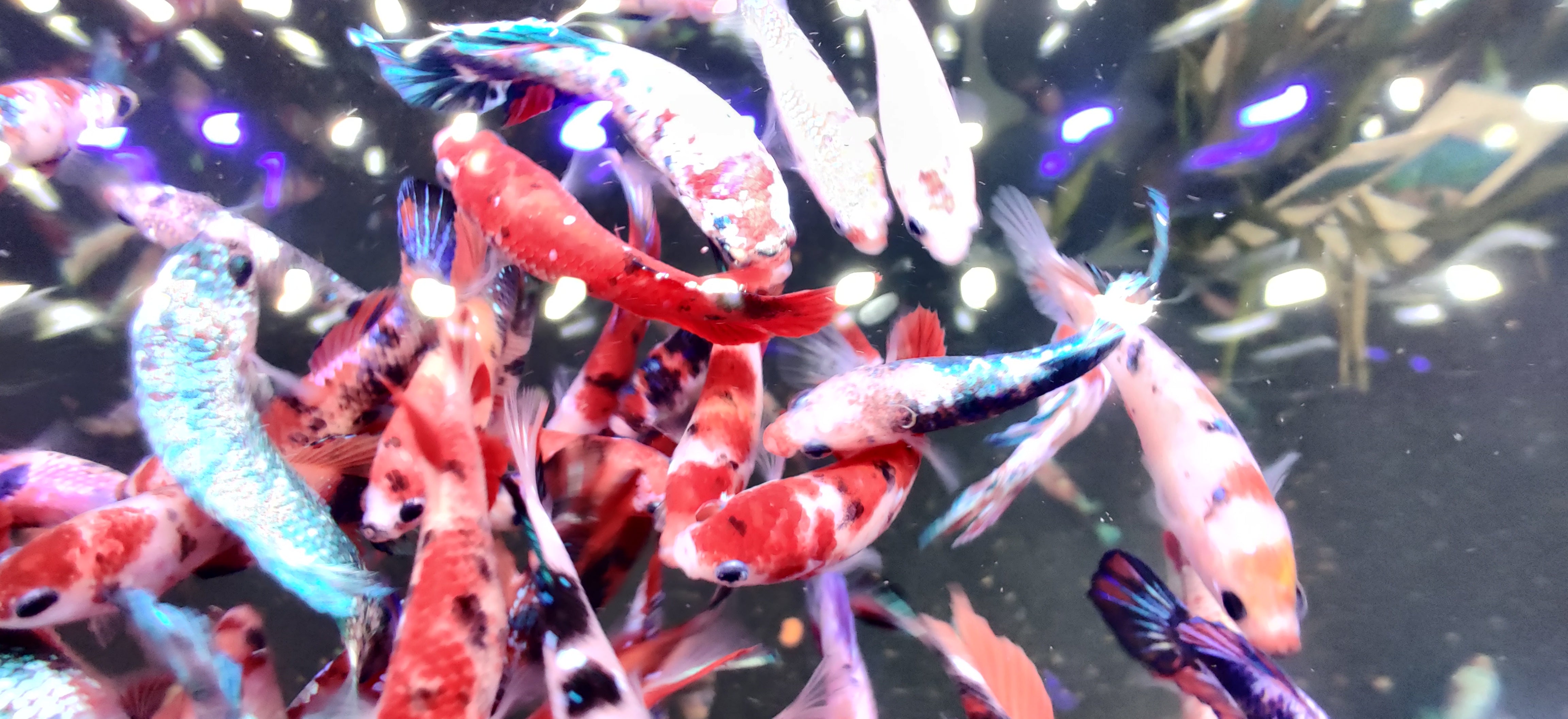 Koi Galaxy Female Betta Fish For Sale | Freshwater Aquarium Fish