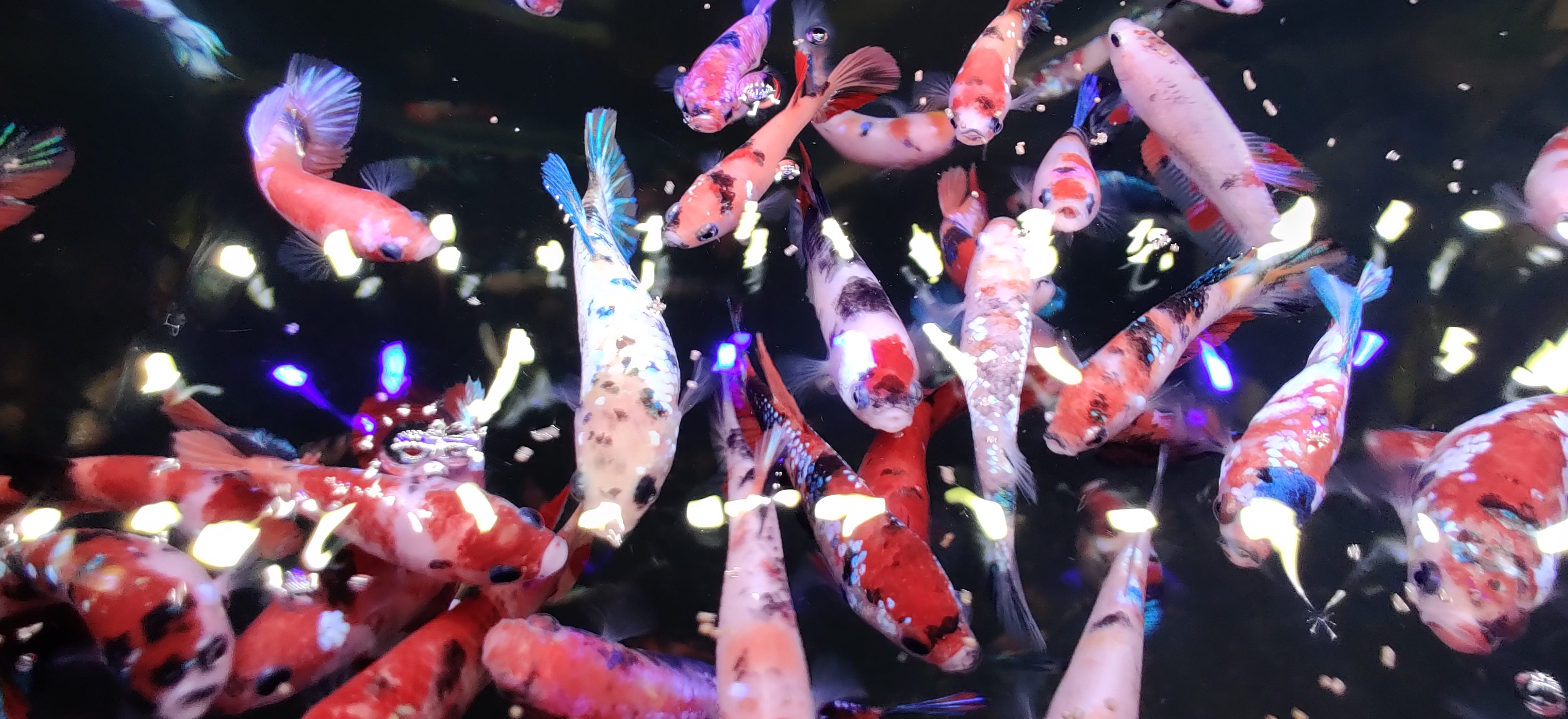 Koi Female Betta Fish For Sale | Freshwater Aquarium Fish