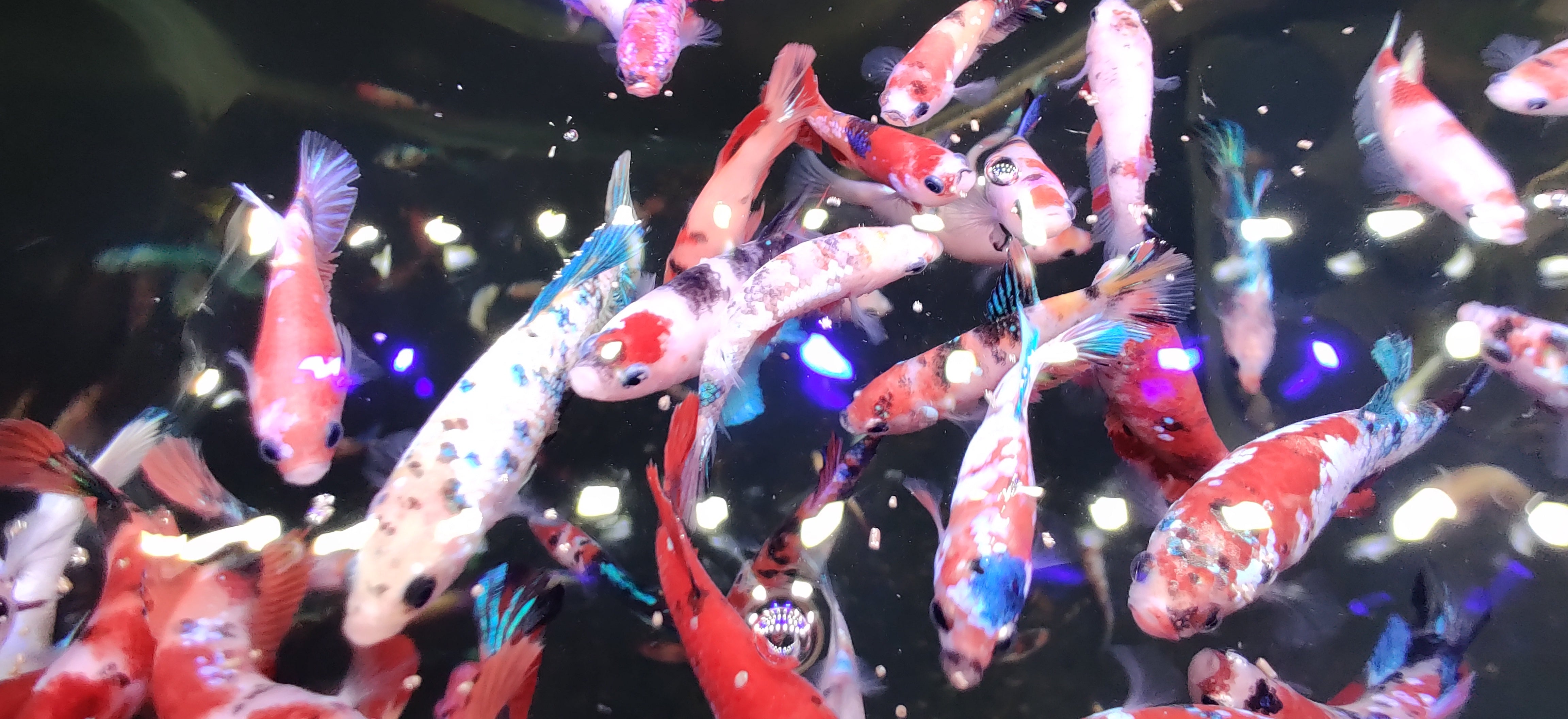 Betta Fish For Sale | Freshwater Aquarium Fish