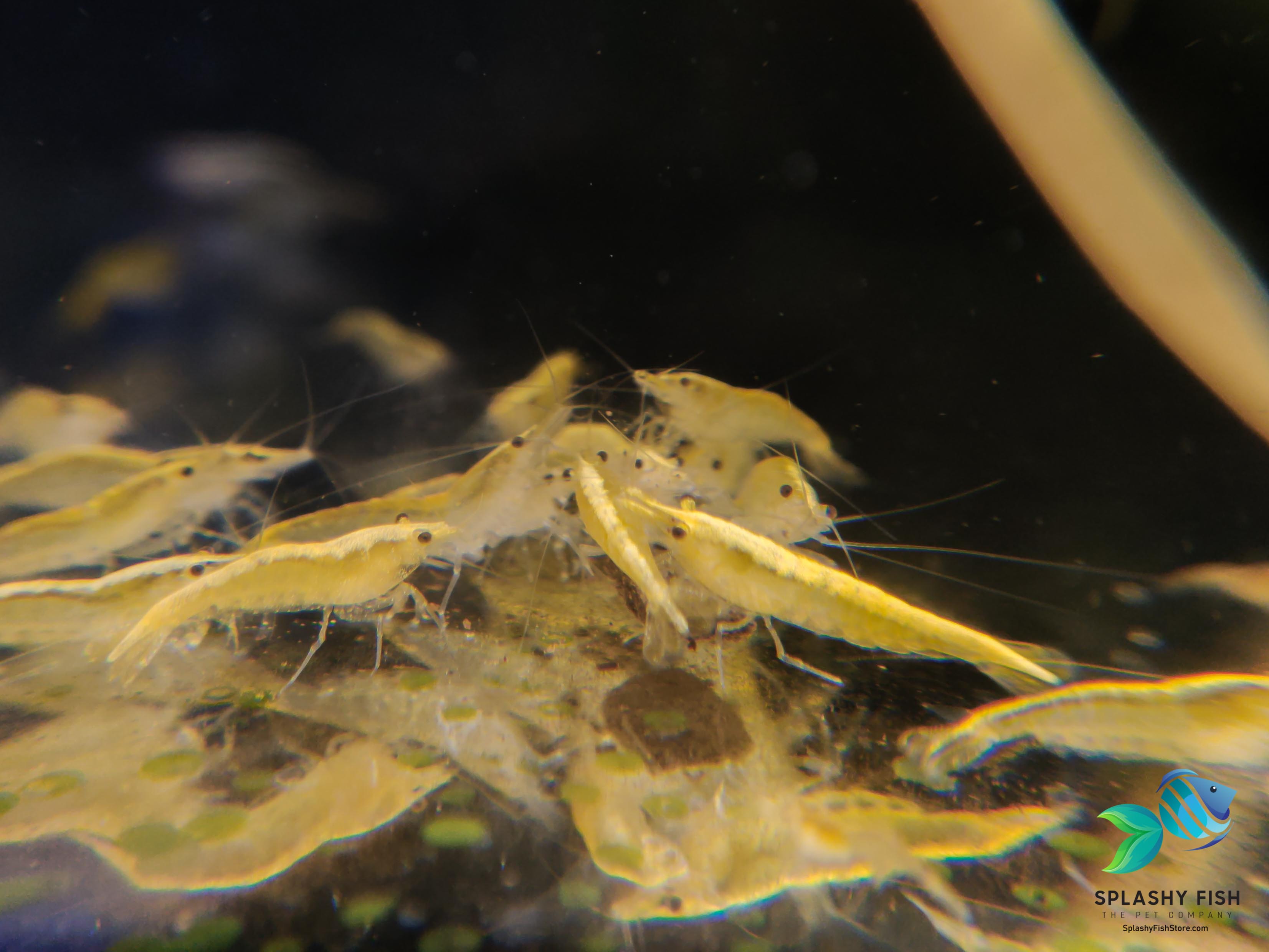 Yellow Goldenback Neocaridina Shrimp For Sale