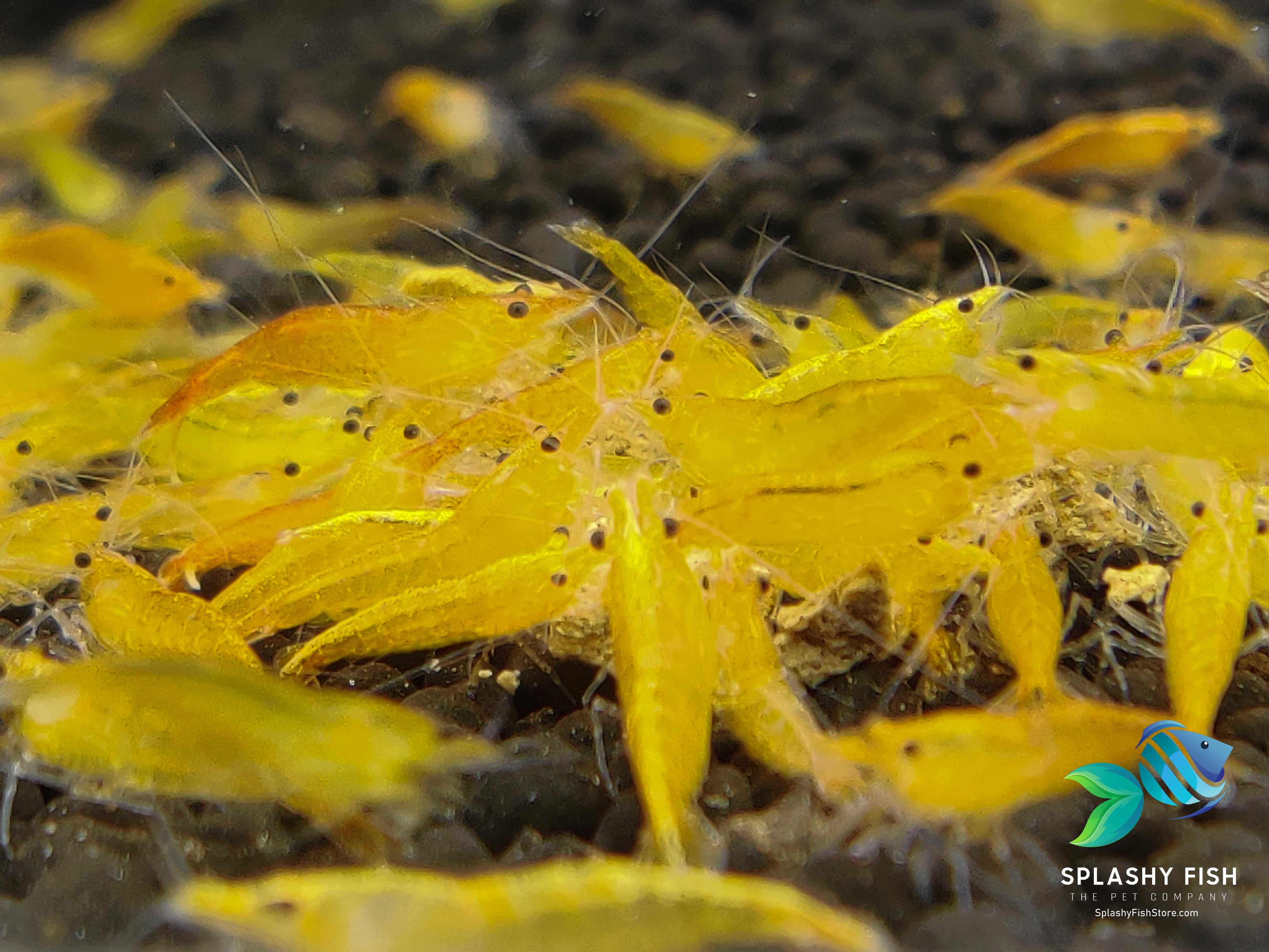 Yellow Neocaridina Shrimp For Sale | Freshwater Dwarf Shrimp | Splashy Fish | Freshwater Shrimp