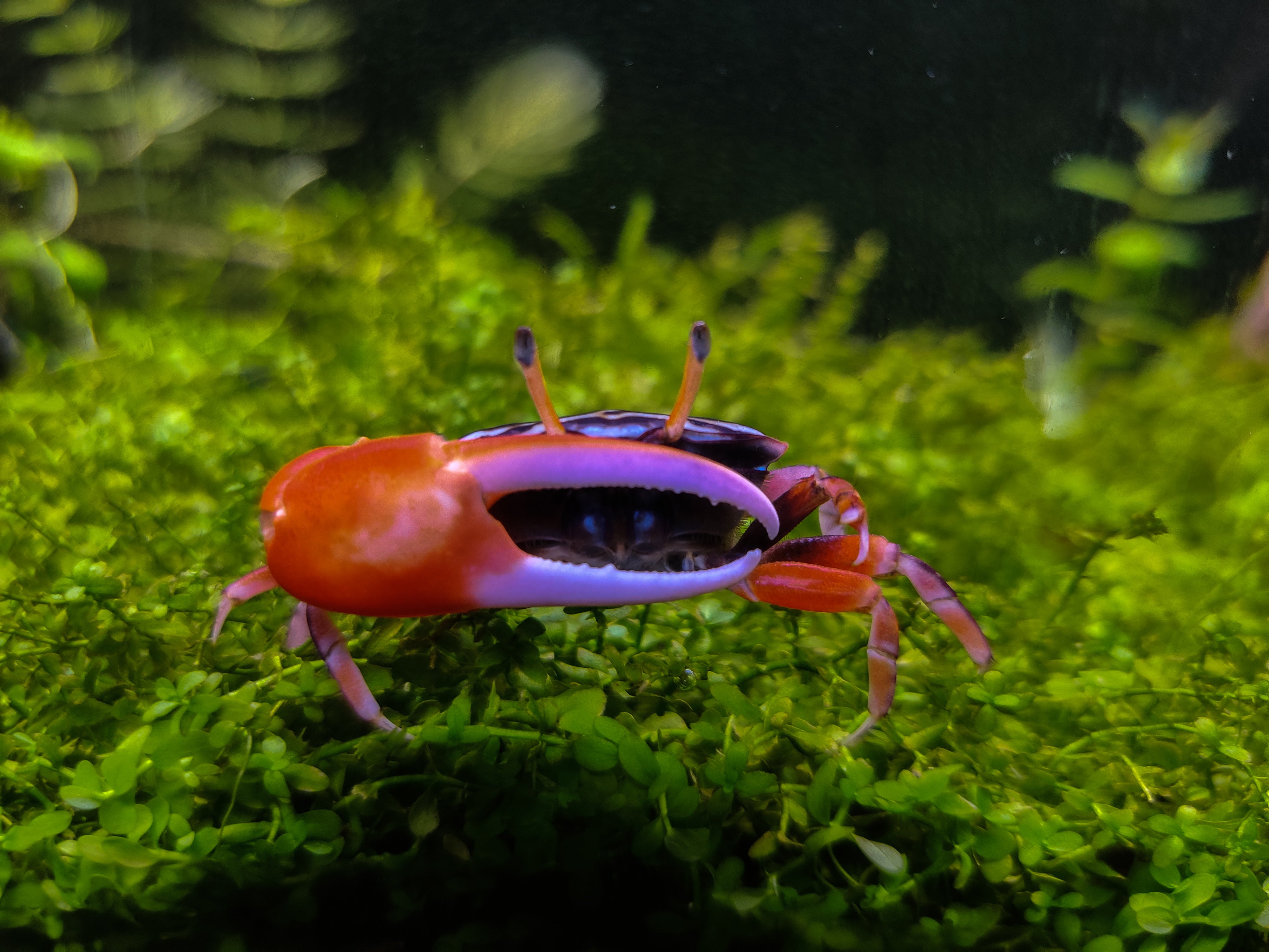 watermelon fiddler crab for sale, watermelon crab for sale, freshwater crab for sale, freshwater crabs for sale, watermelon fiddler crabs