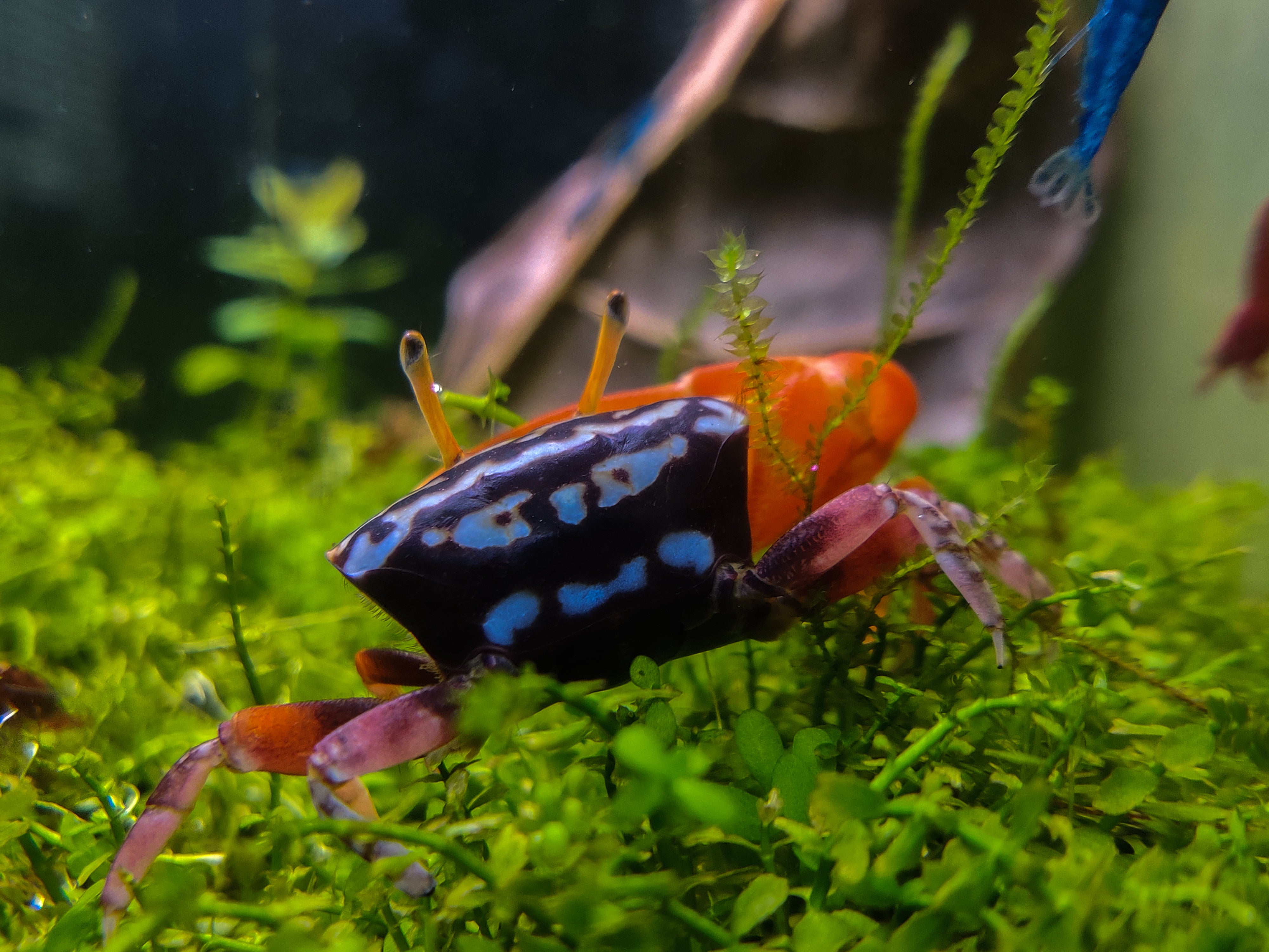 Watermelon Fiddler crab
