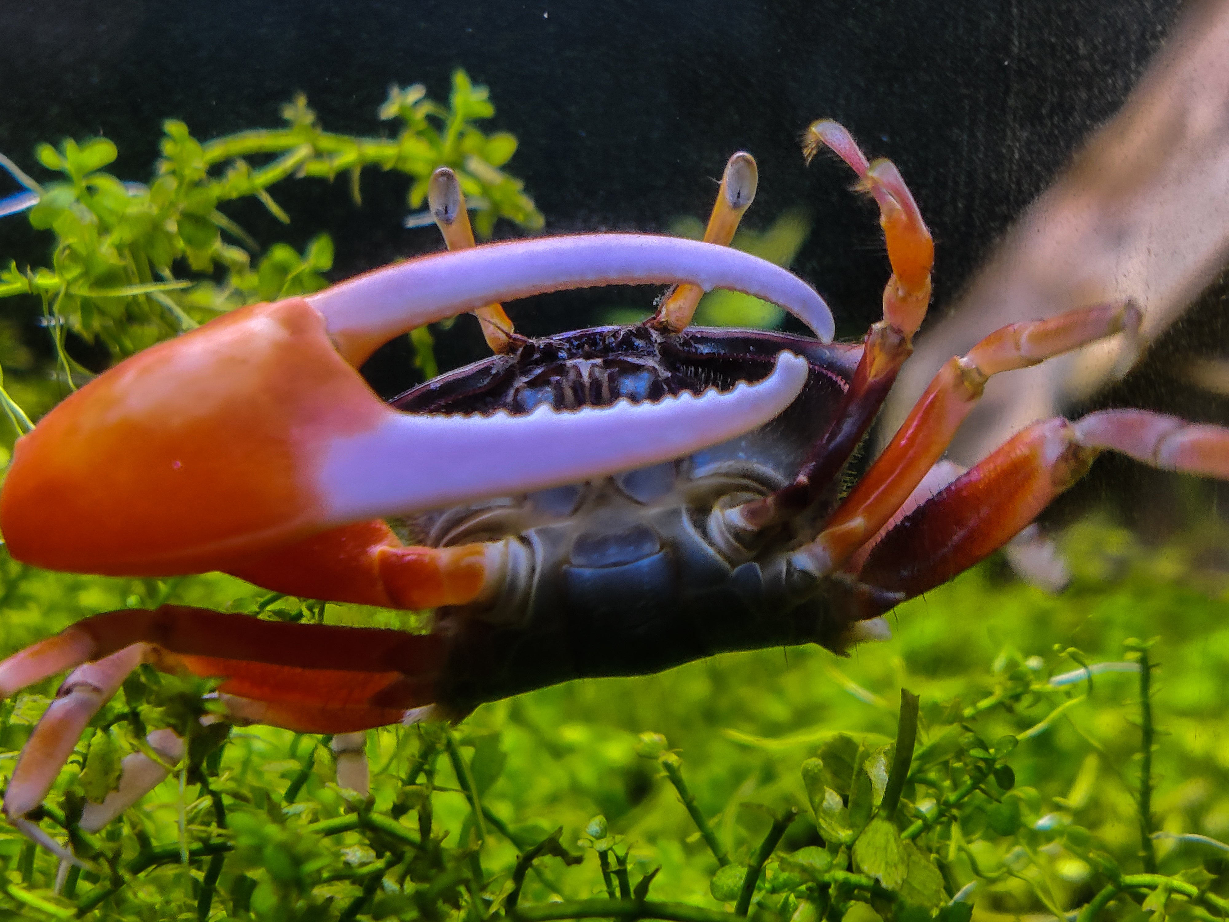 Watermelon Fiddler crab