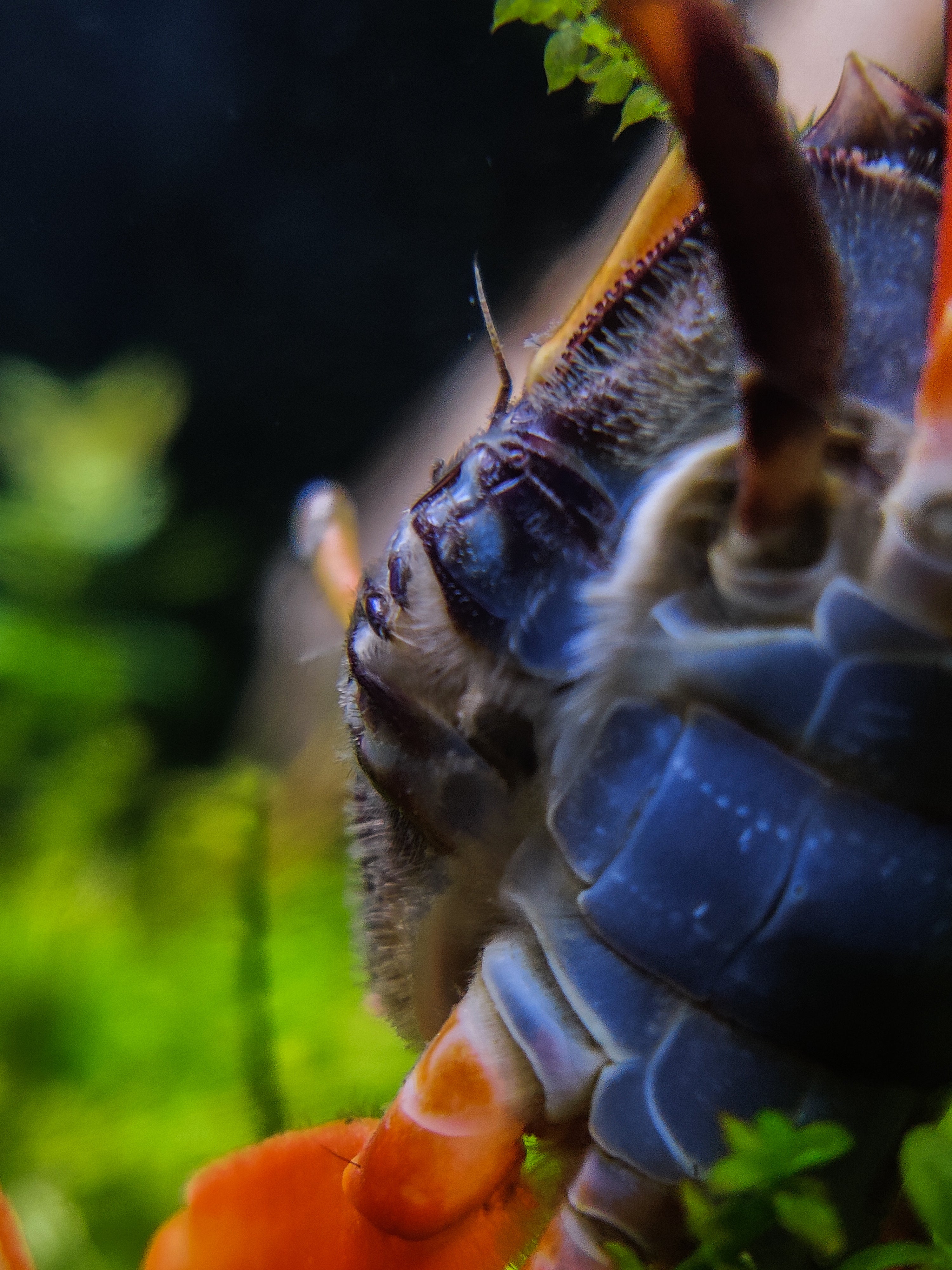 watermelon fiddler crab for sale, watermelon crab for sale, freshwater crab for sale, freshwater crabs for sale, watermelon fiddler crabs