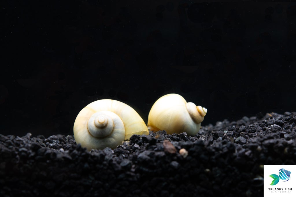 Ivory Mystery Snail For Sale, mystery snails, ivory mystery snails, freshwater snails for sale, aquarium snails for sale, white mystery snail, ivory mystery snail, ivory snail, ivory white mystery snail