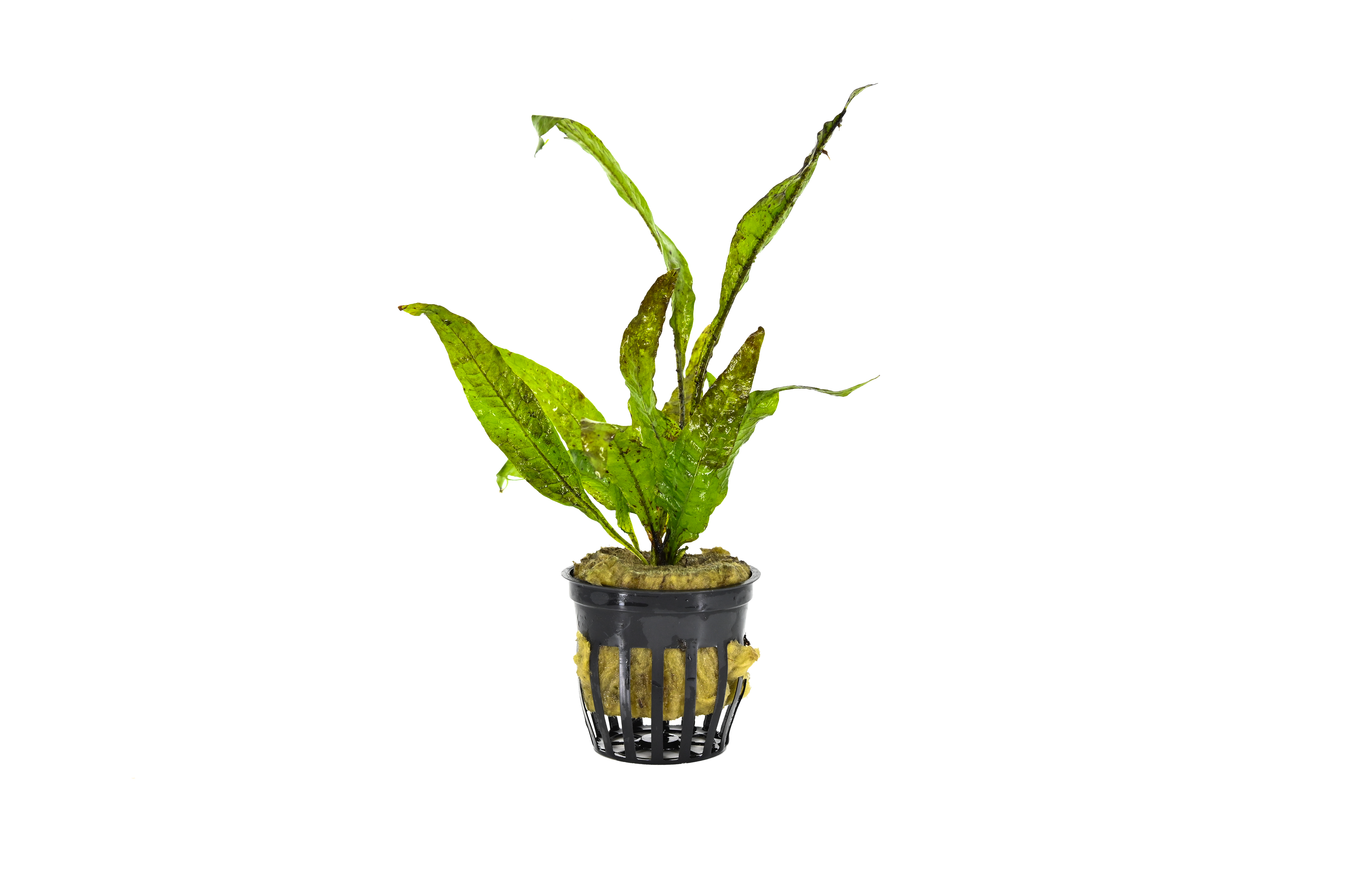 java fern plants, java fern for sale, java fern aquatic plants, java fern for freshwater aquarium, buy java fern plants online, java fern for sale near me, order java fern online