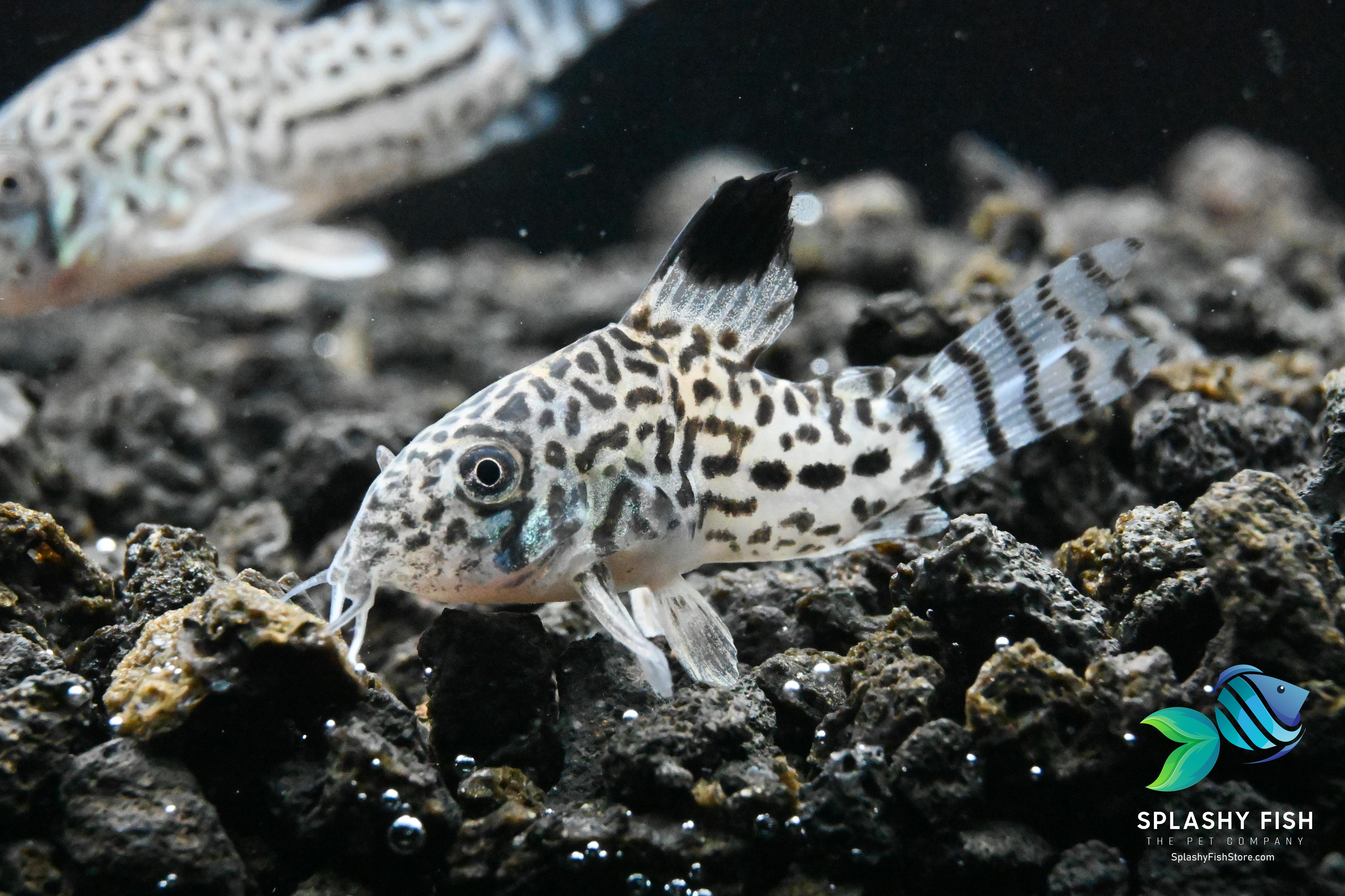 Julii corys, julii corydoras for sale, julii catfish for sale, julii corydoras catfish, live julii corydoras, julii corydoras for aquarium, julii corys for sale, buy julii corydoras for sale, julii cory fish