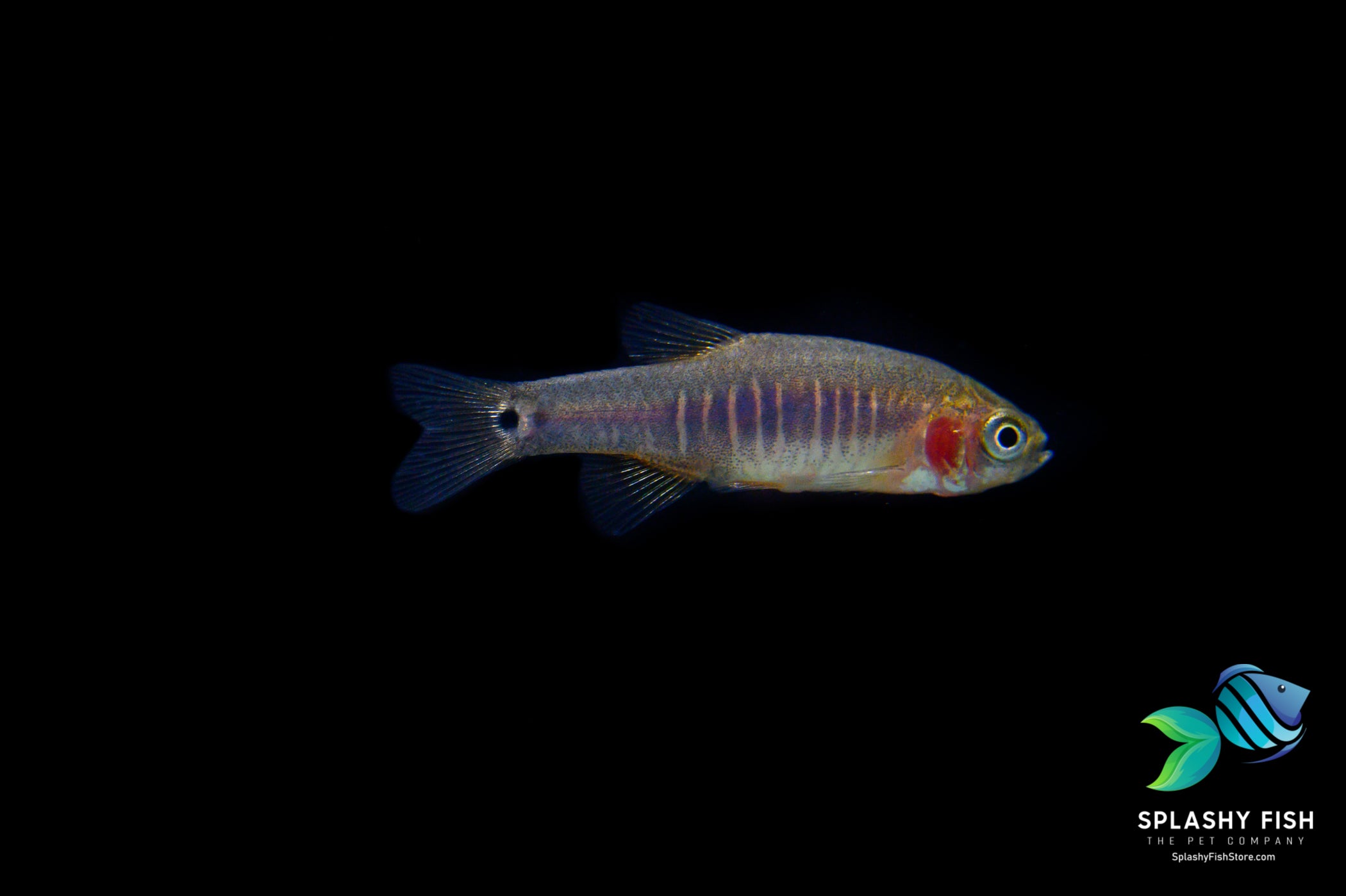 Care guide for Emerald Dwarf Rasbora is easy 