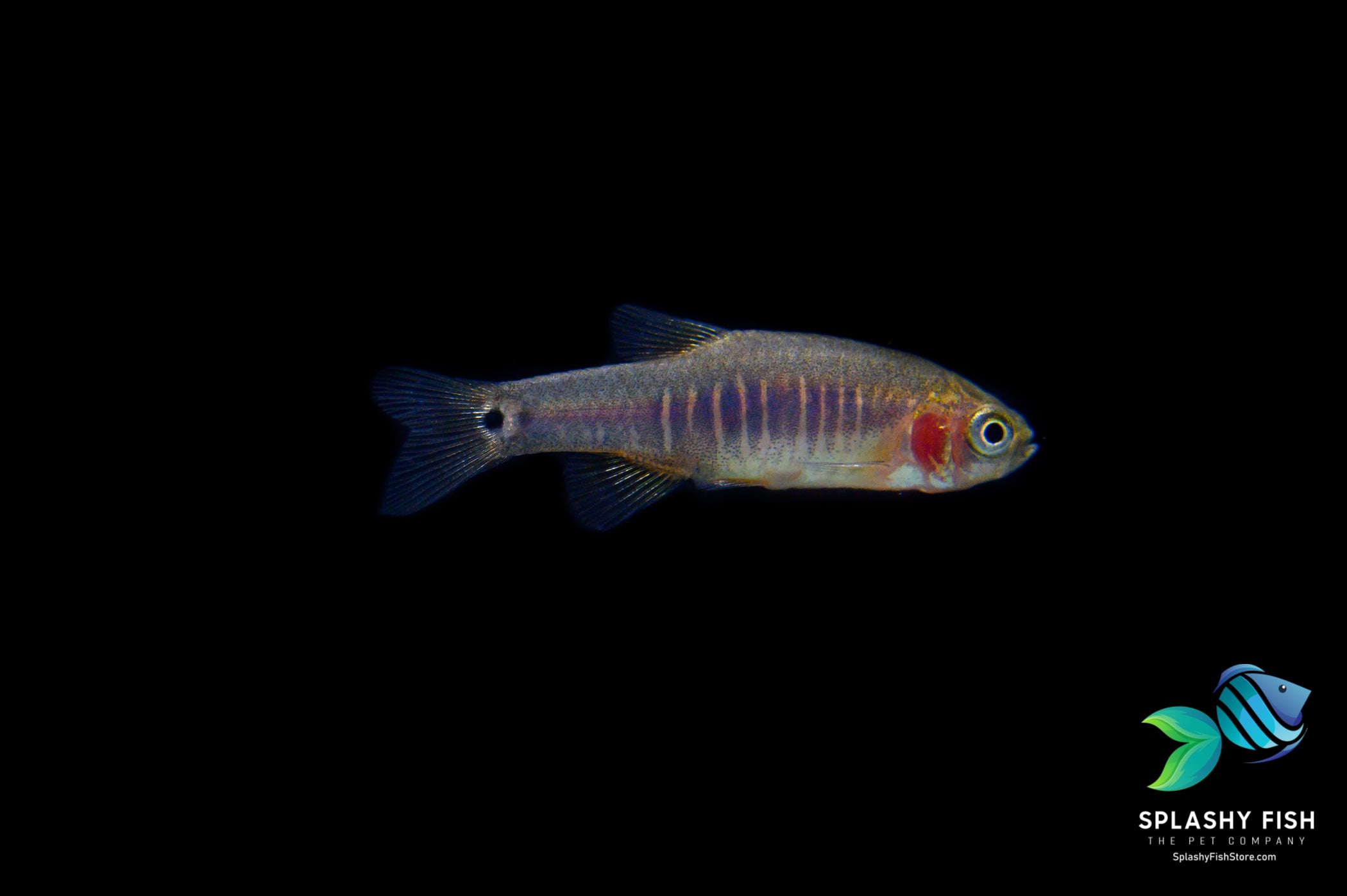 Emerald Dwarf Rasbora also name Danio erythromicron 