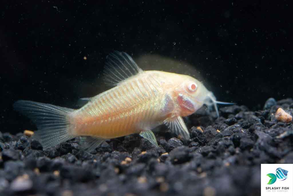 Albino Aeneus Corydoras Fish | Corydoras Catfish For Sale | Freshwater Fish Tank