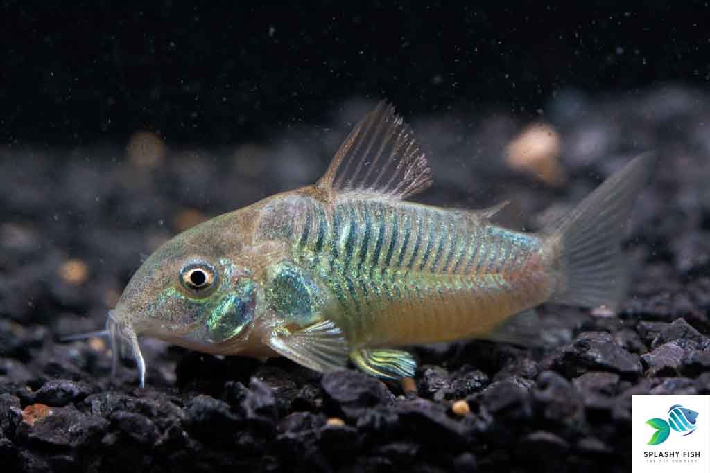 Green Aeneus Corydoras Fish For Sale | Live Freshwater Aquarium Catfish | Splashy Fish