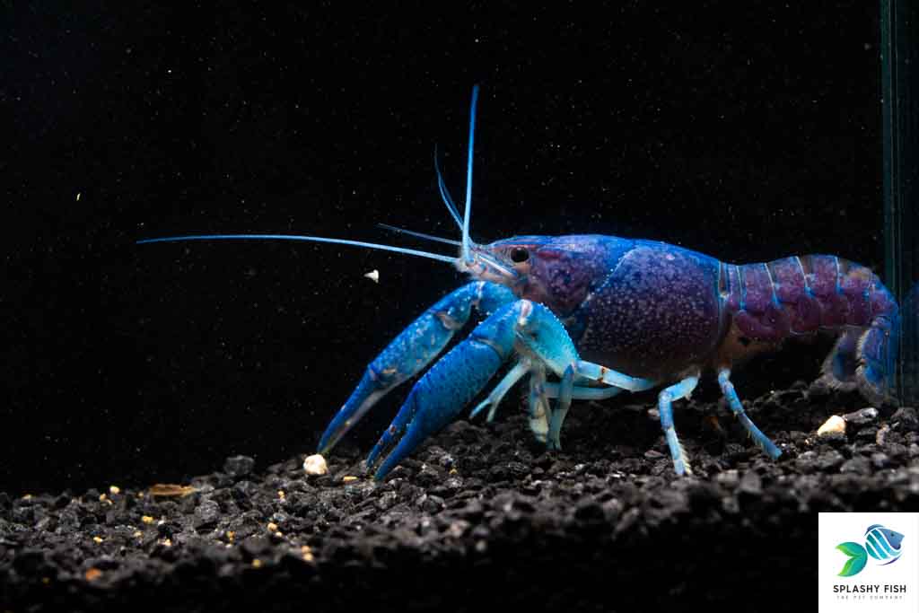Electric Blue Crawfish For Sale | Freshwater Crayfish