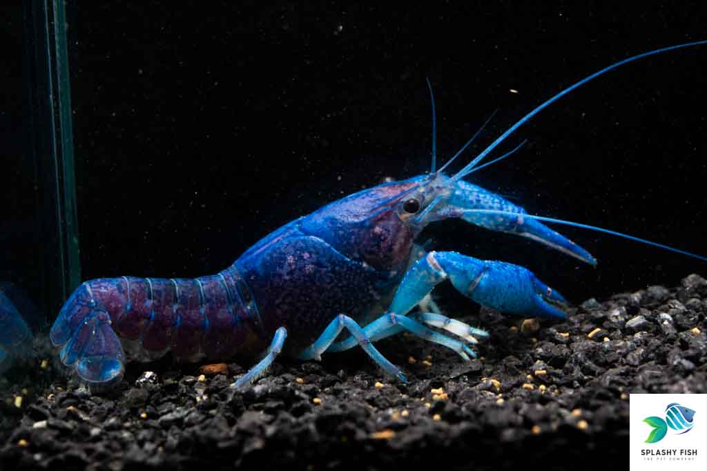 Electric Blue Crayfish For Sale | Freshwater Aquarium Crayfish