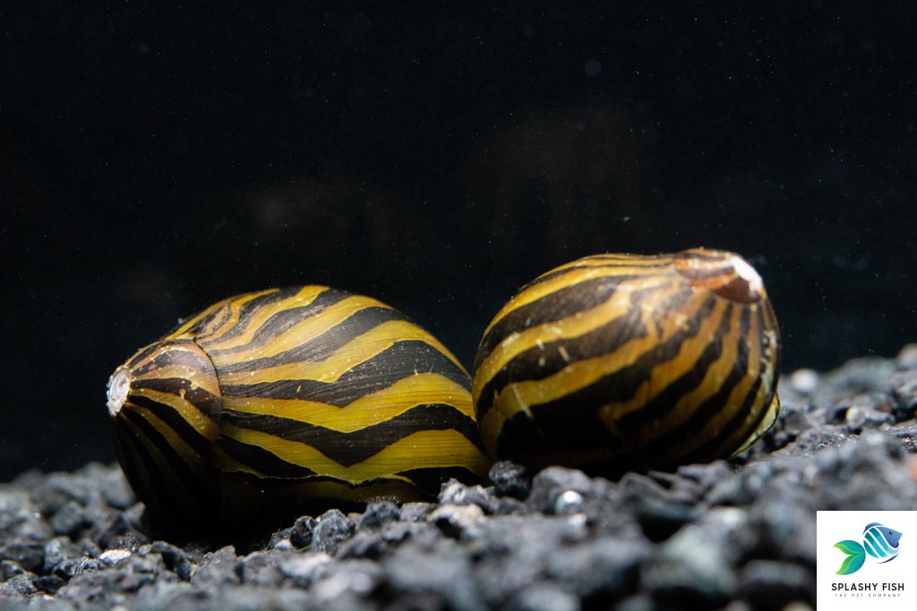 Tiger Nerite Snail For Sale | Live Freshwater Aquarium Snail | Aquarium Algea Eating Crew | Aquarium Clean up Crew | LIve Tropical Fish Store
