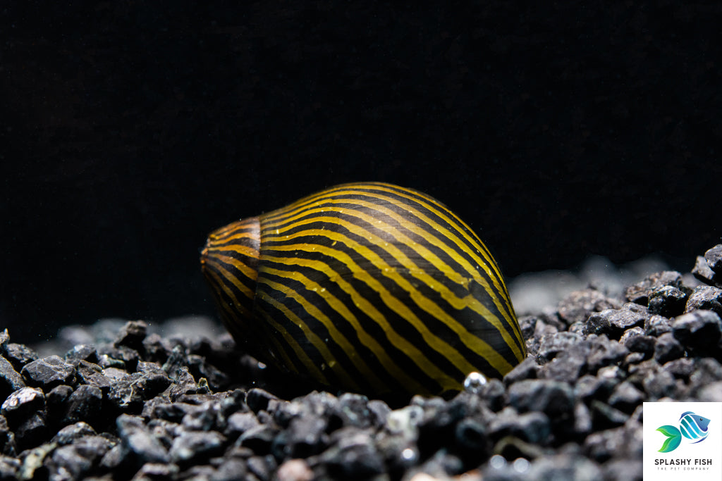 Nerite Snails For Sale | Freshwater Snail