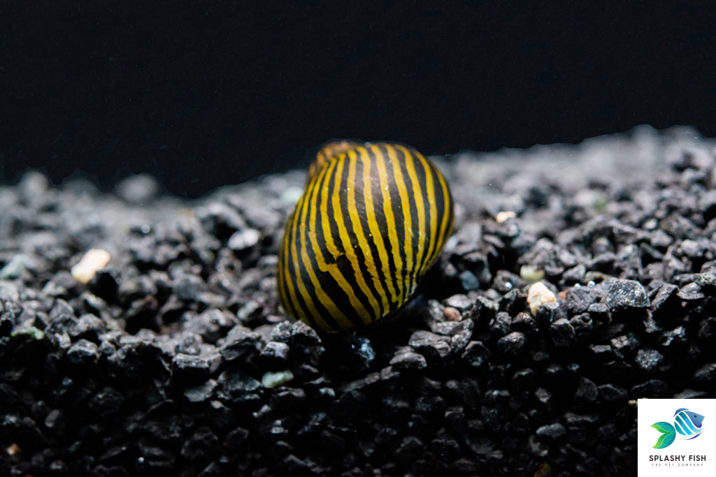 Nerite Snails For Sale | Aquarium Snail