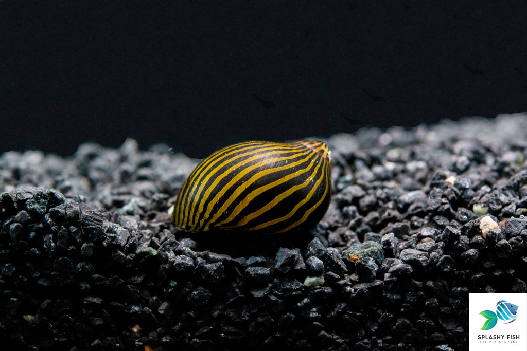 Nerite Snails For Sale | Freshwater Aquarium Snail