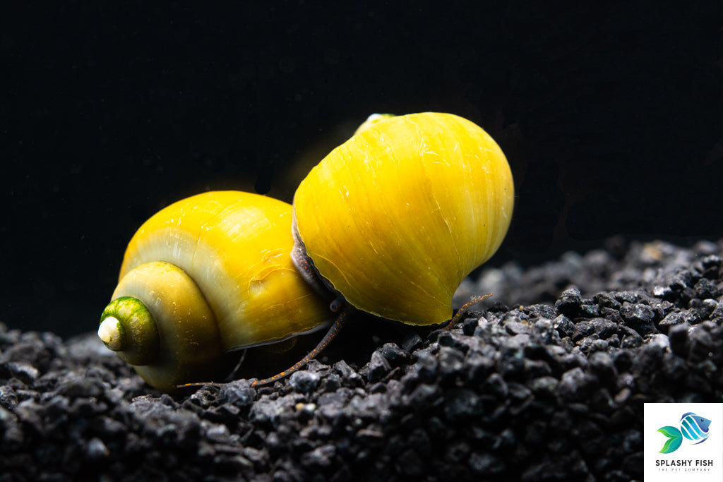 Green Jade Mystery Snail For Sale | Freshwater Aquarium Snail