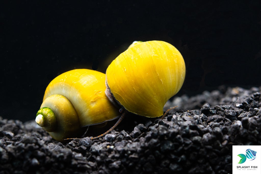 Gold Mystery Snail | Freshwater Snail | Splashy Fish