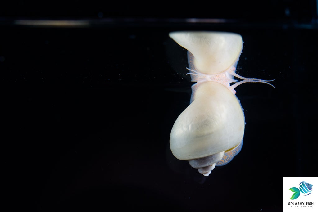 Mystery Snail | Freshwater Snail | Splashy Fish