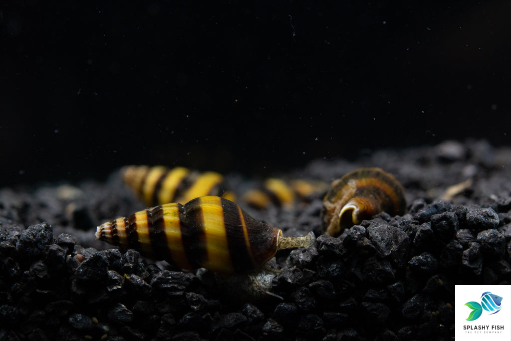 Assassin Snail For Sale, Aquarium Snail for Sale, freshwater snails for sale, freshwater snails in aquarium, assassin snails on rocks