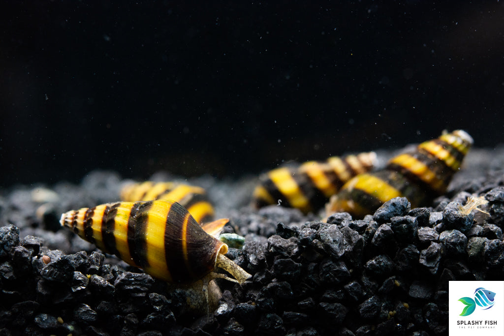 Assassin Snail, Aquarium Cleanup Crew, assassin snails for sale, freshwater snails for sale, assassin snails in aquarium, assassin snails on aquarium rocks