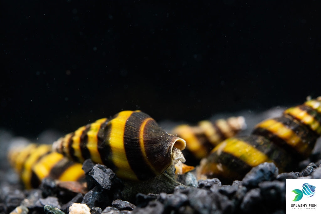 Assassin Snail For Sale, Freshwater Aquarium Snail, freshwater snails for sale, invertebrates for sale