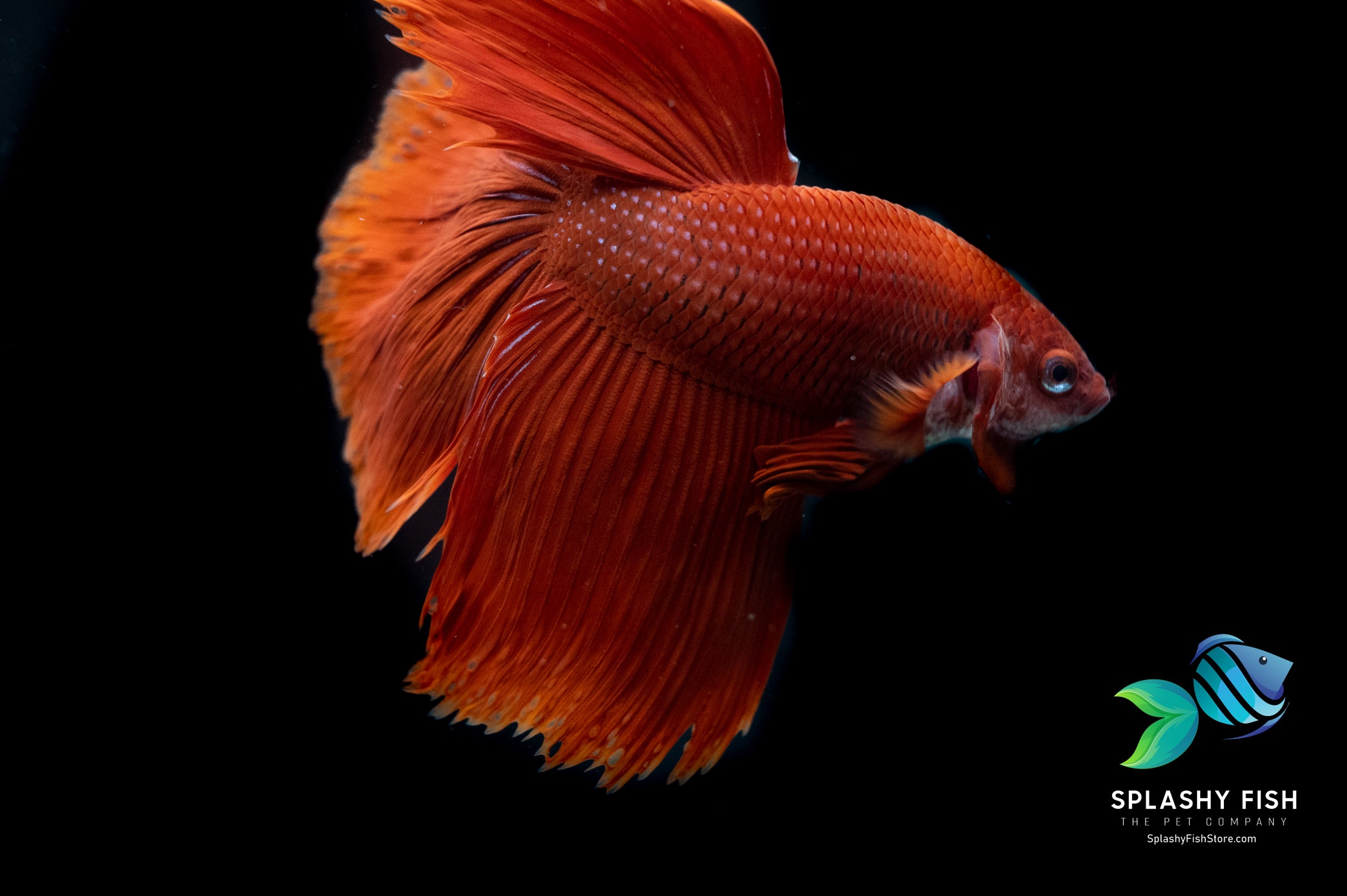 Red Halfmoon Betta Fish